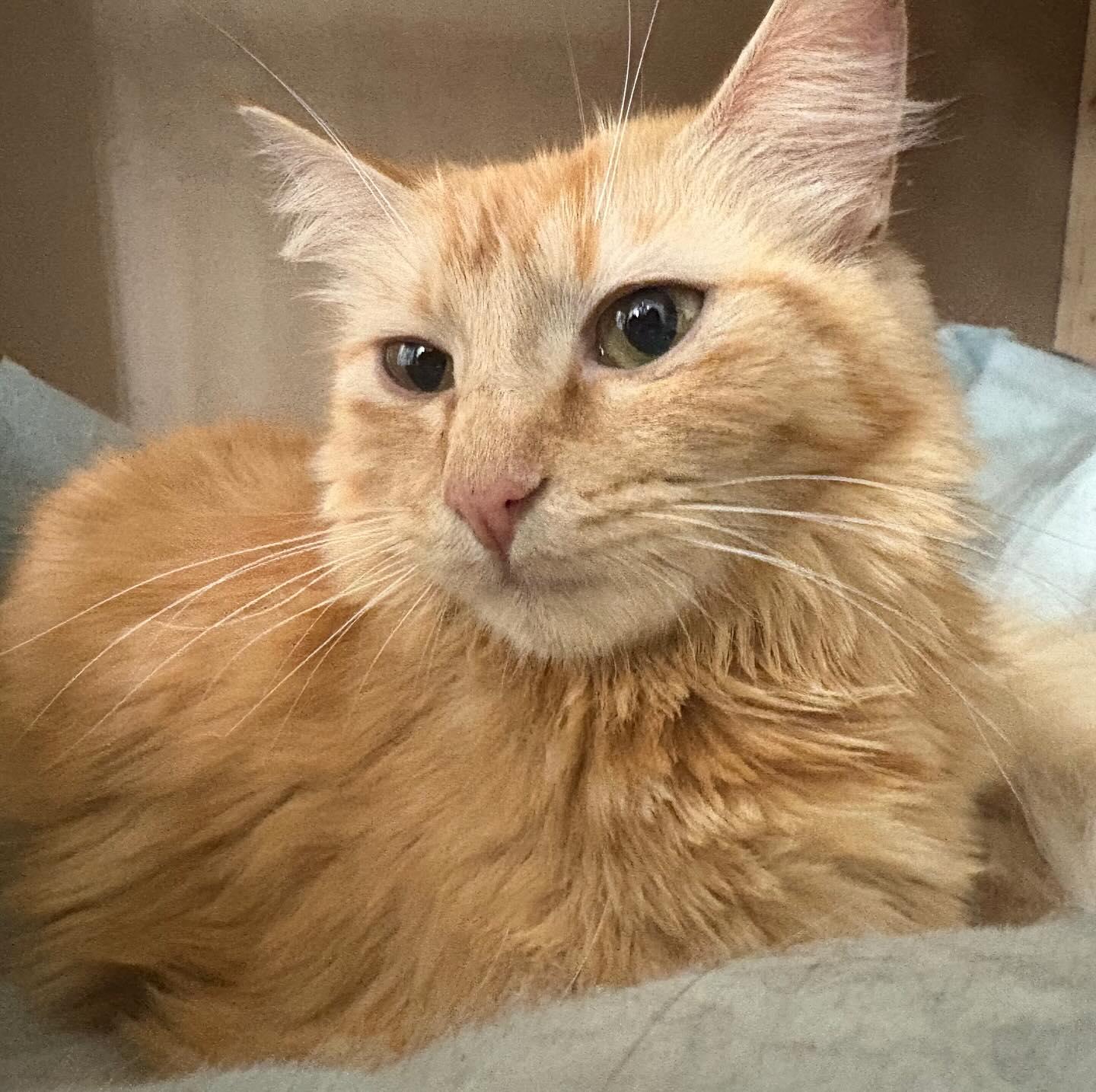 Polly @ Fat Cat Books, Adoptable, Young Female Domestic Short Hair.