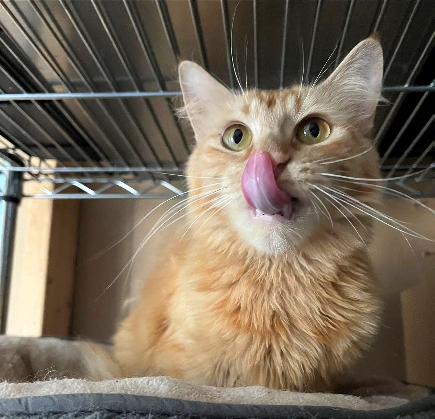Polly @ Fat Cat Books, a Adoptable Domestic Short Hair in Tallahassee, FL image 1/3