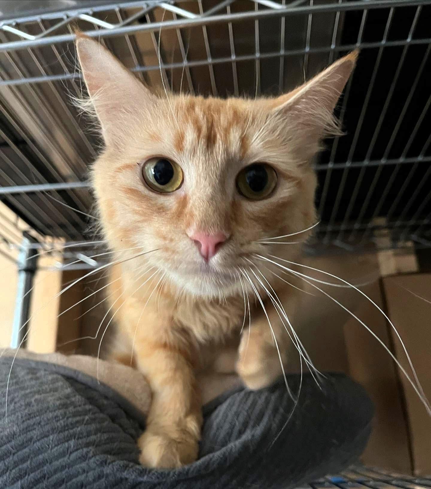 Polly @ Fat Cat Books, a Adoptable Domestic Short Hair in Tallahassee, FL image 3/3