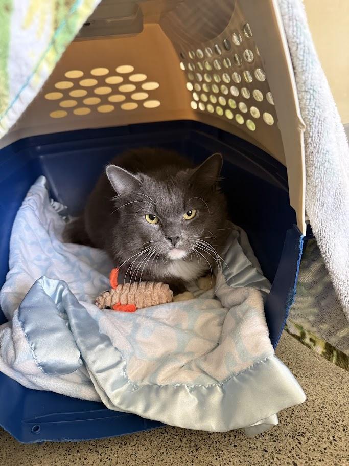 Enlarge Bento, a ADOPTABLE Domestic Medium Hair in Berkeley, CA image 3/5