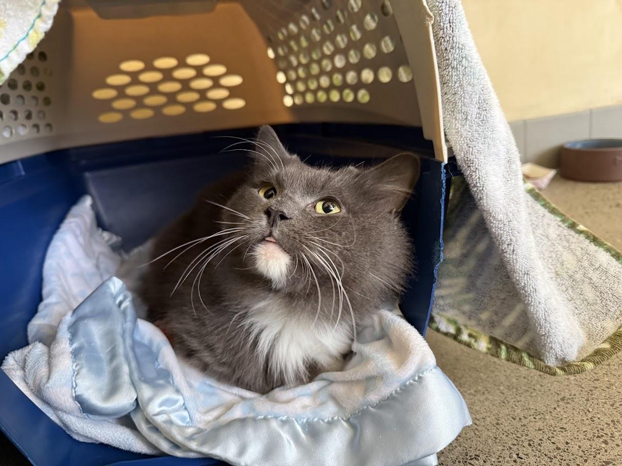 Enlarge Bento, a ADOPTABLE Domestic Medium Hair in Berkeley, CA image 5/5