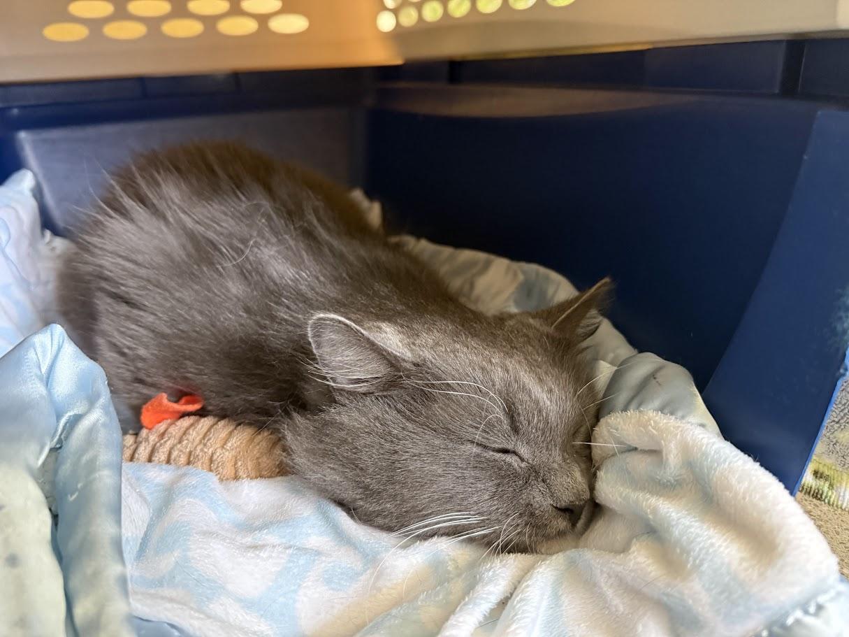 Enlarge Bento, a ADOPTABLE Domestic Medium Hair in Berkeley, CA image 2/5