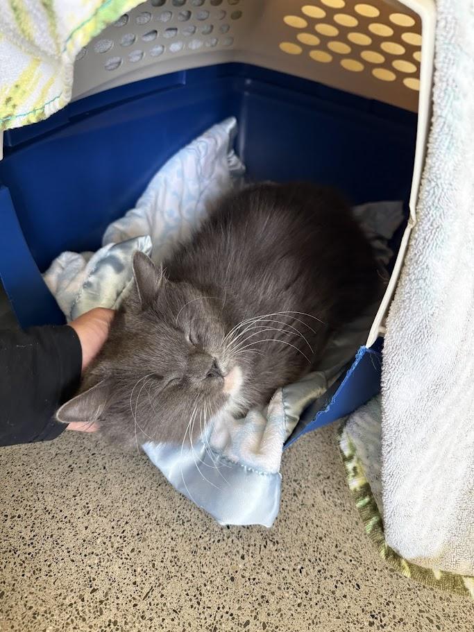 Enlarge Bento, a ADOPTABLE Domestic Medium Hair in Berkeley, CA image 4/5