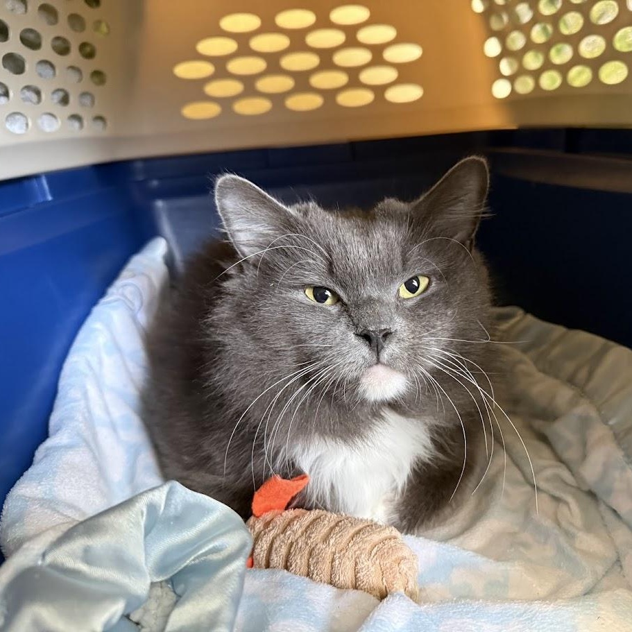 Bento, ADOPTABLE, Adult Male Domestic Medium Hair.