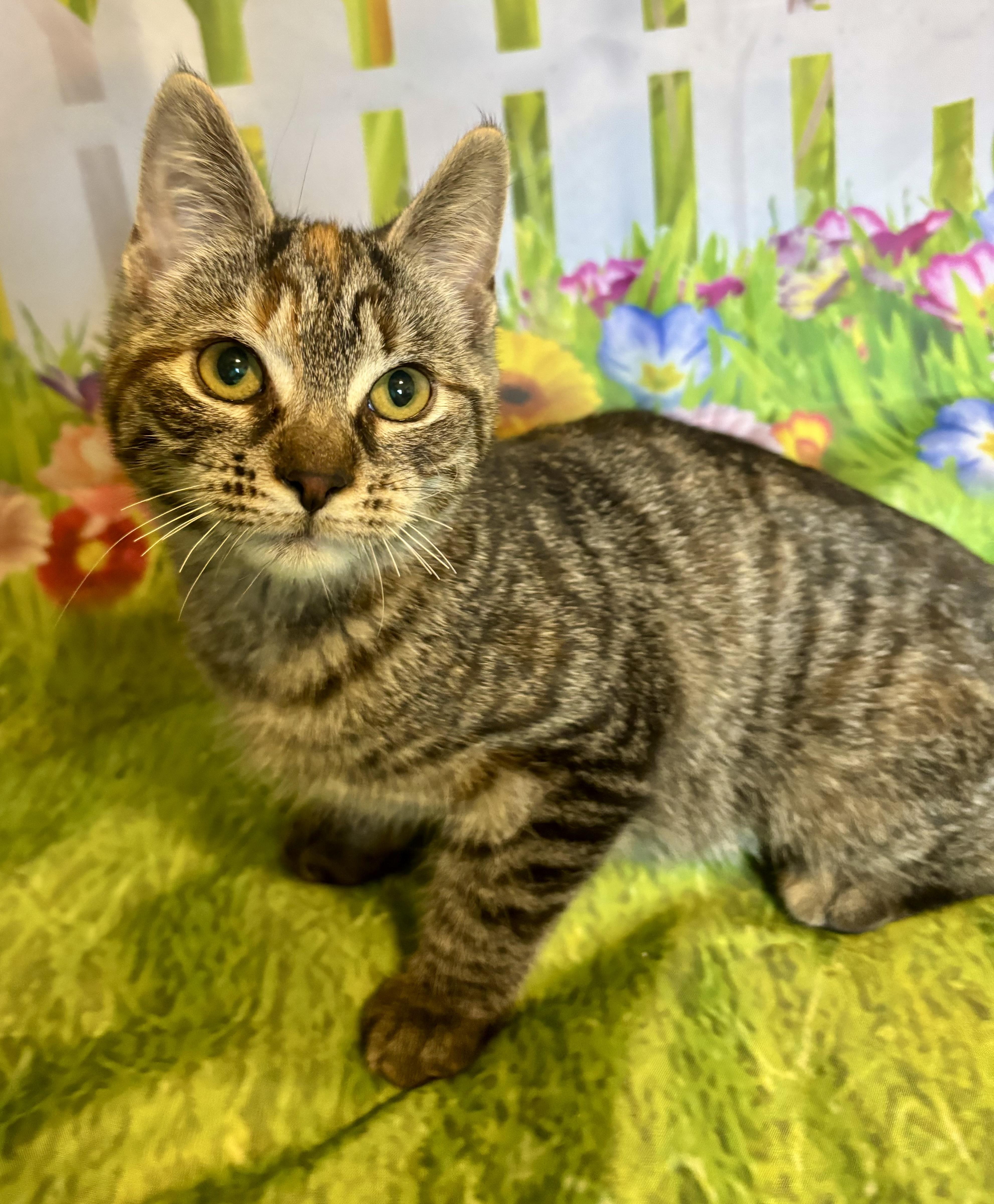 Itsy Bitsy, ADOPTABLE, Kitten Female Domestic Short Hair.