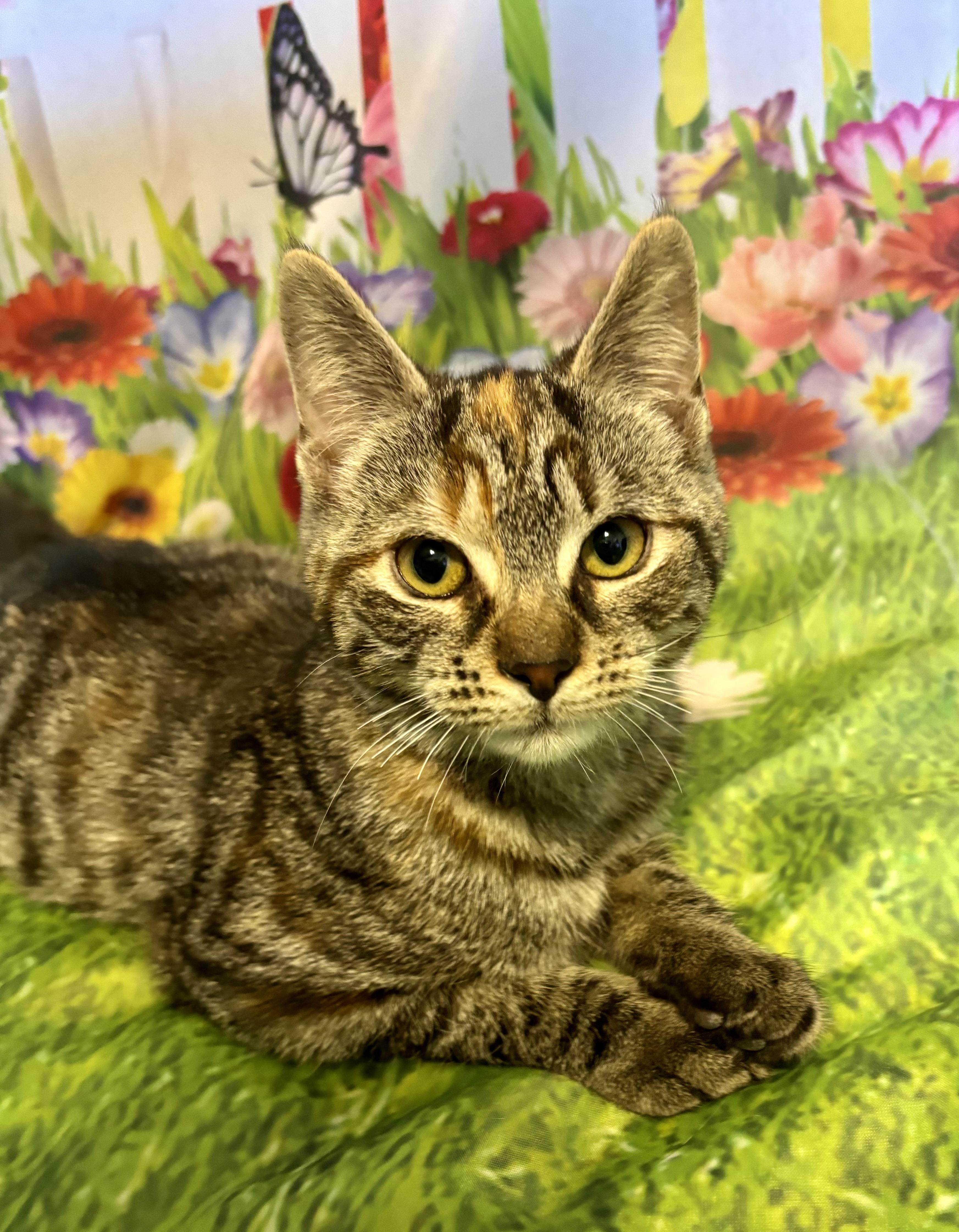 Enlarge Itsy Bitsy, a ADOPTABLE Domestic Short Hair in Cincinnati, OH image 2/2