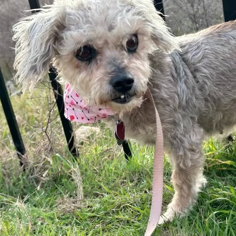 Dog for adoption Sparrow (Texas Only), a Poodle Mix in Boerne, TX