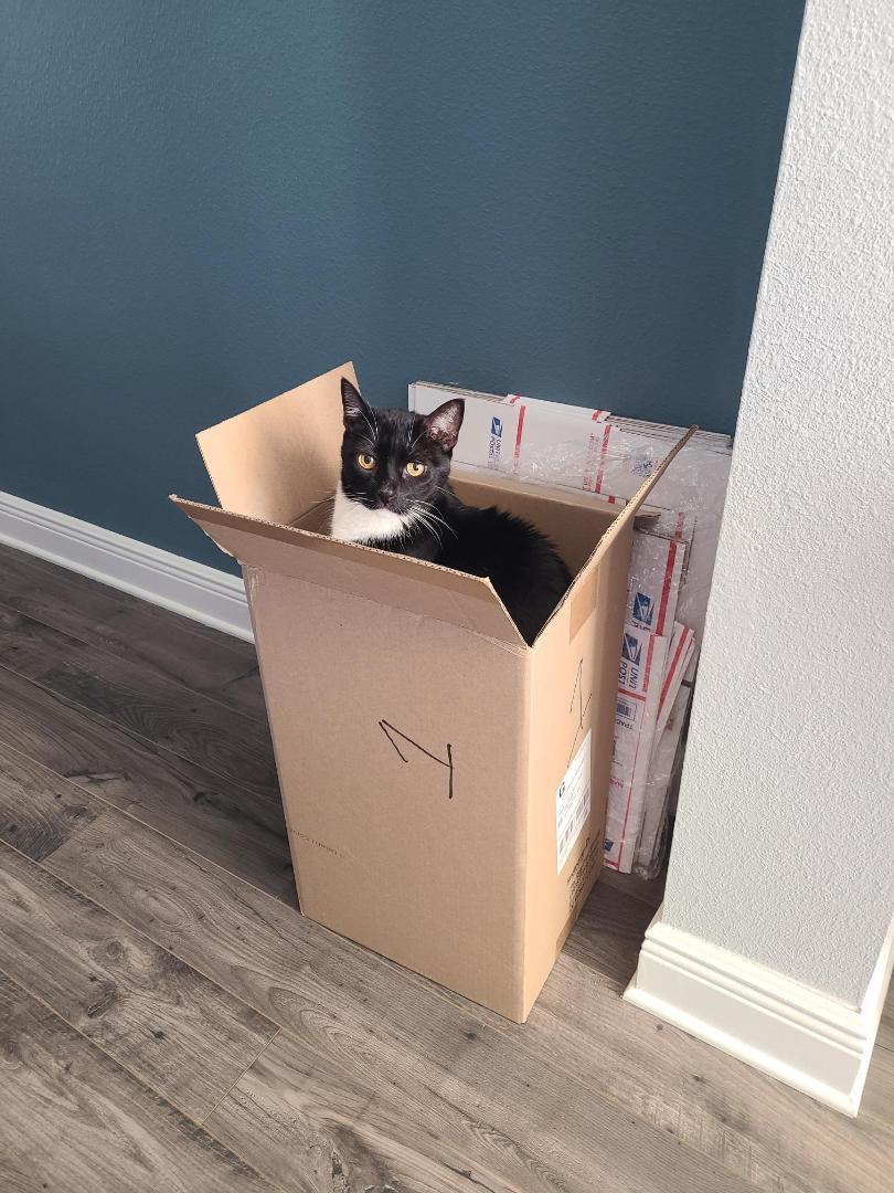 Raven, Adoptable, Senior Male Tuxedo.