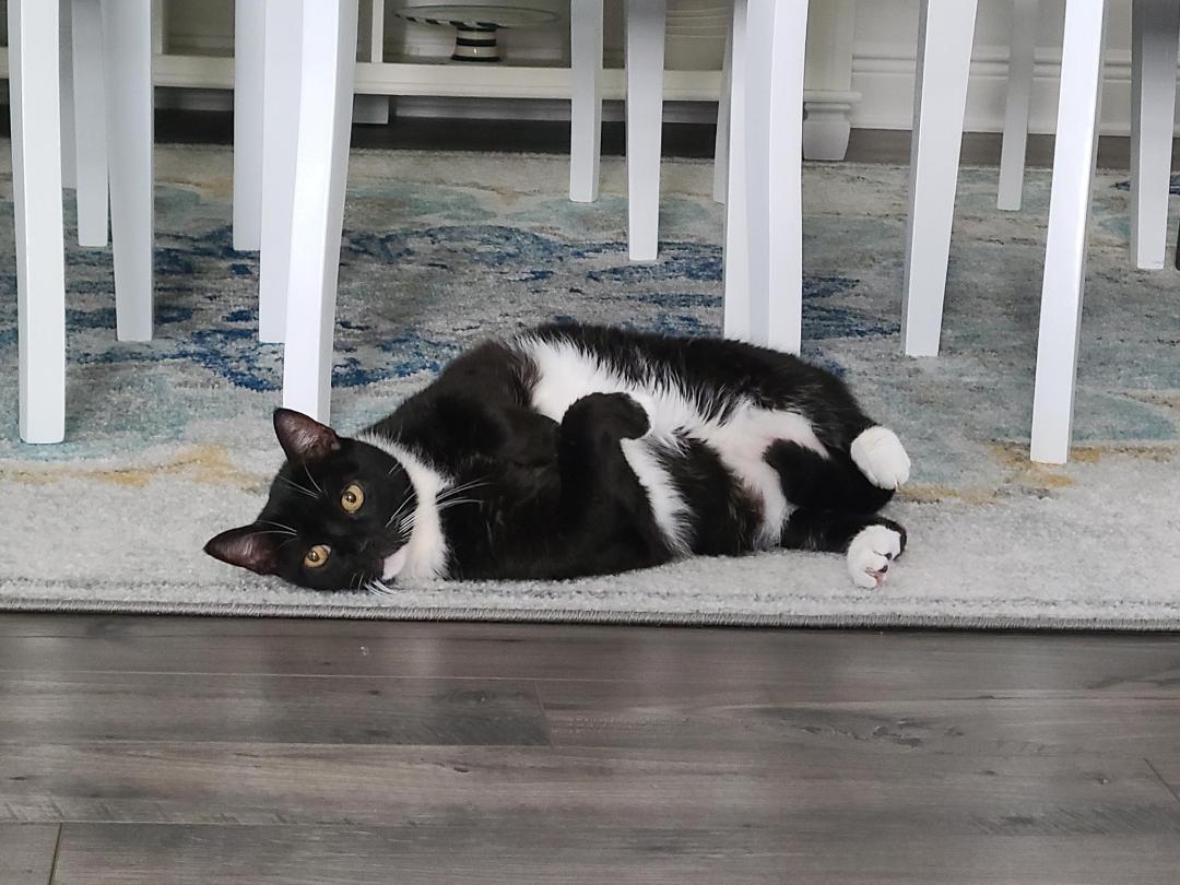Enlarge Raven, a Adoptable Tuxedo in Orlando, FL image 2/3
