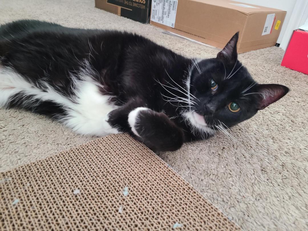 Enlarge Raven, a Adoptable Tuxedo in Orlando, FL image 3/3