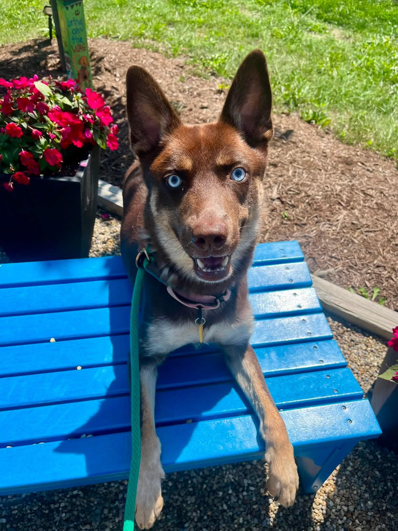 Enlarge Otter, an adopted mixed breed in Cleveland, OH image 5/5