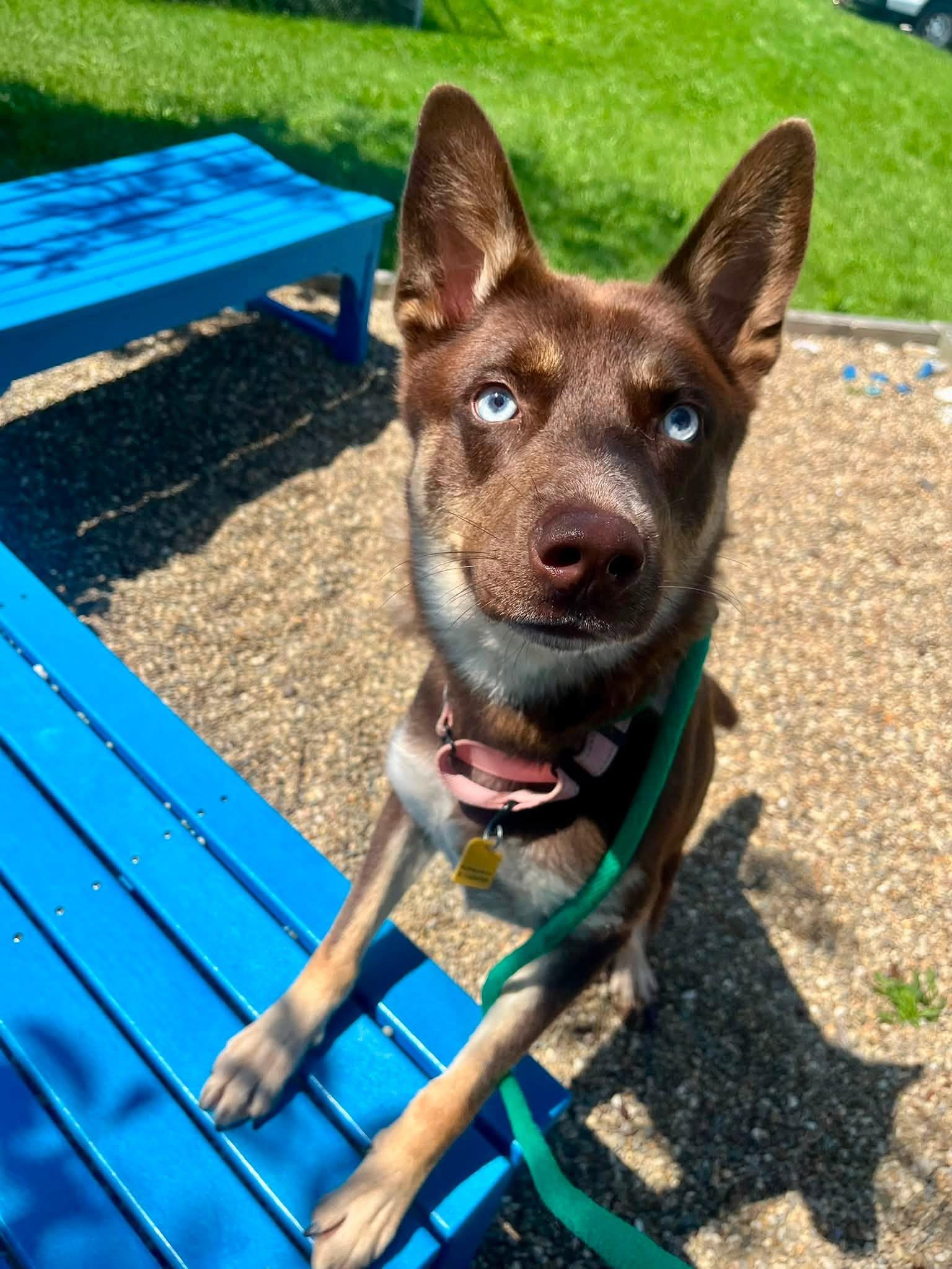 Otter, adopted, Young Male Siberian Husky.