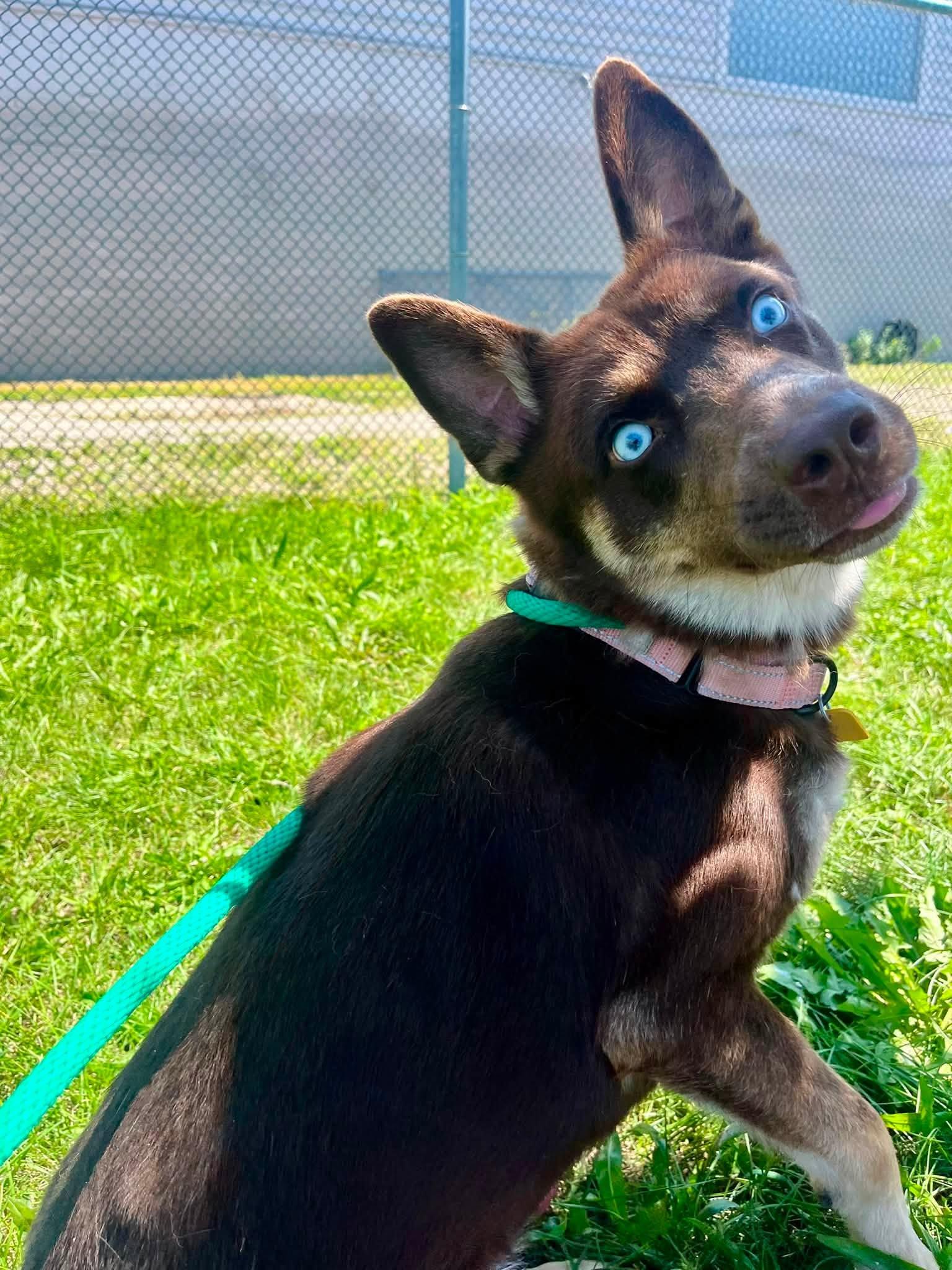 Enlarge Otter, an adopted mixed breed in Cleveland, OH image 2/5