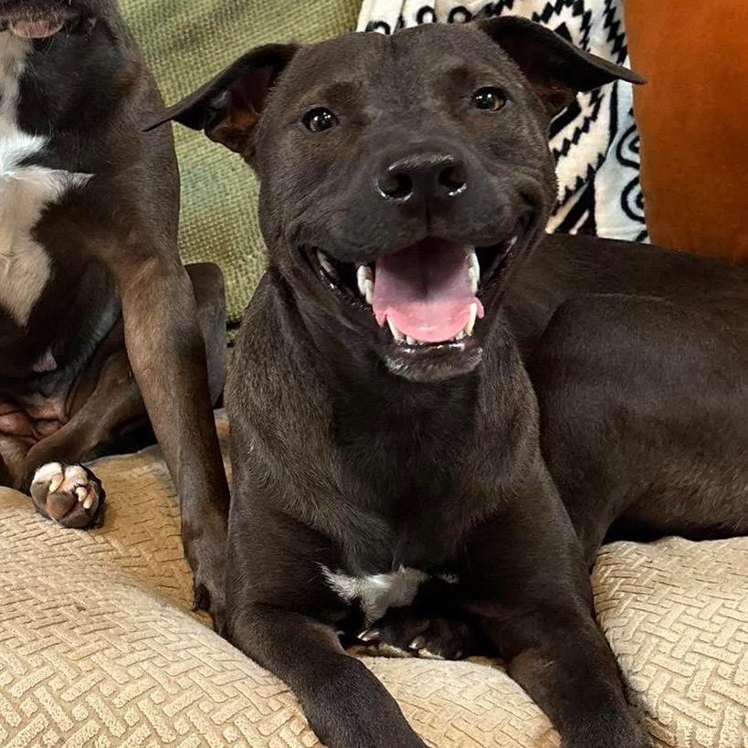 Finn, Adoptable, Adult Male American Staffordshire Terrier.