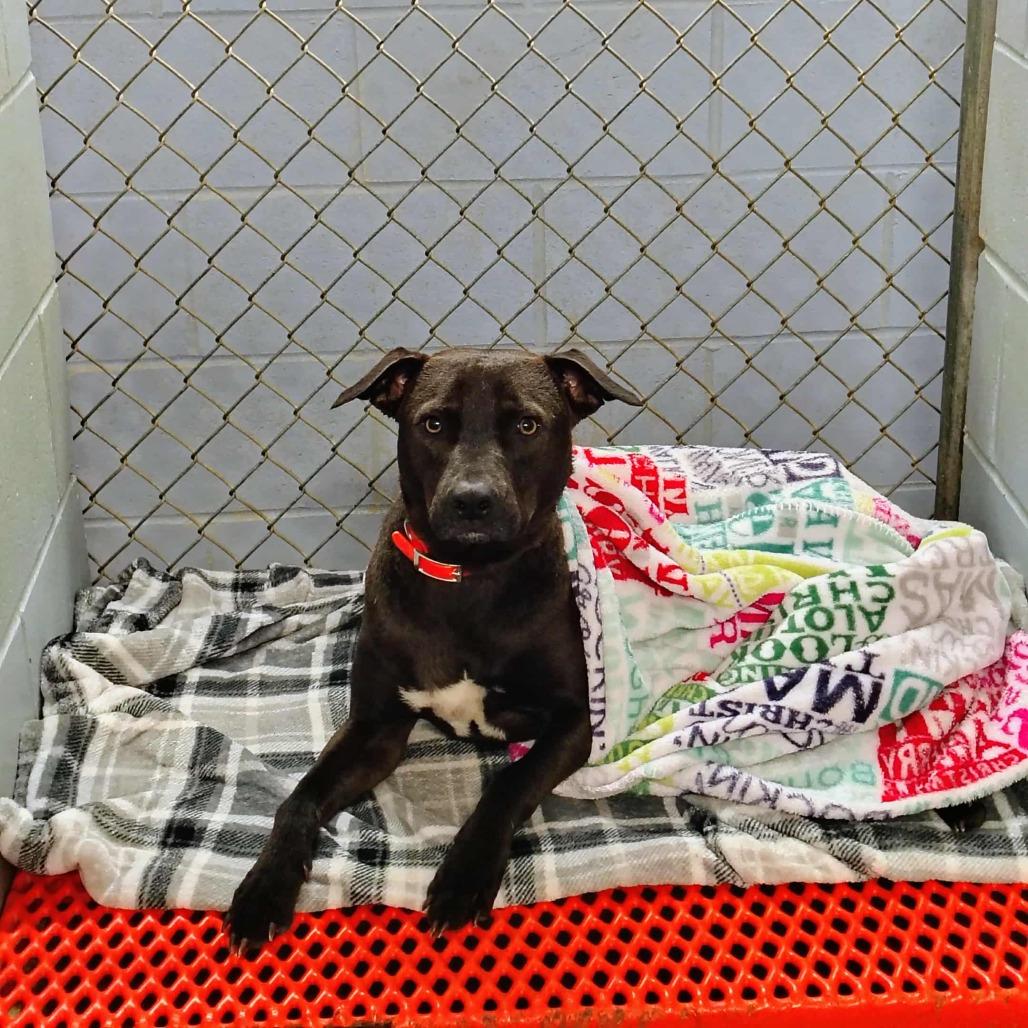 Enlarge Finn, a Adoptable American Staffordshire Terrier in Ferndale, MI image 2/6