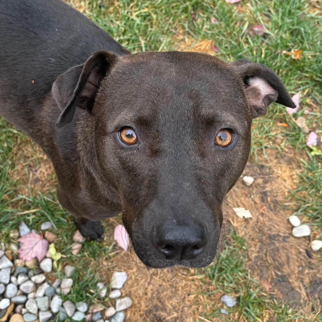 Enlarge Finn, a Adoptable American Staffordshire Terrier in Ferndale, MI image 3/6