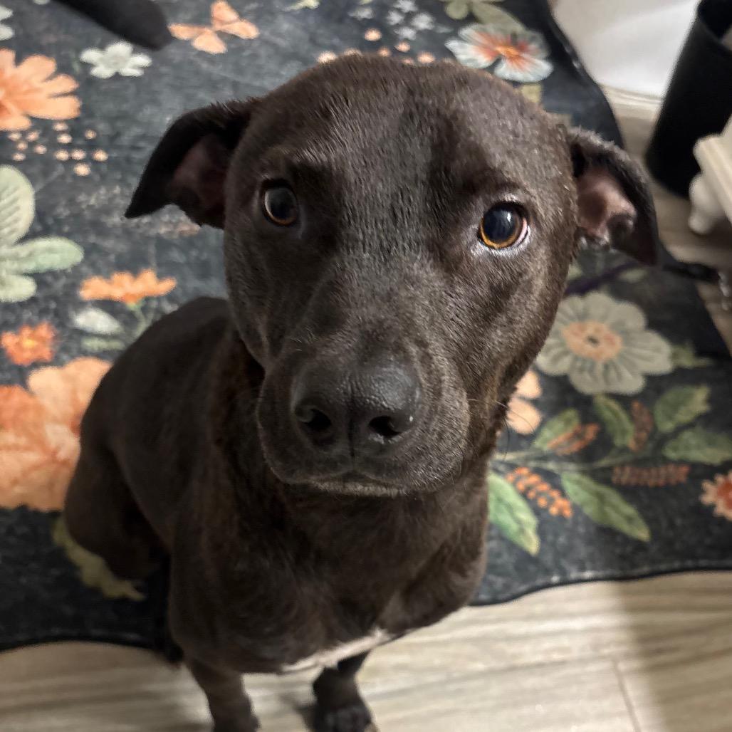 Enlarge Finn, a Adoptable American Staffordshire Terrier in Ferndale, MI image 4/6