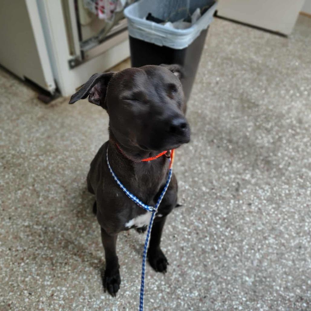 Enlarge Finn, a Adoptable American Staffordshire Terrier in Ferndale, MI image 5/6