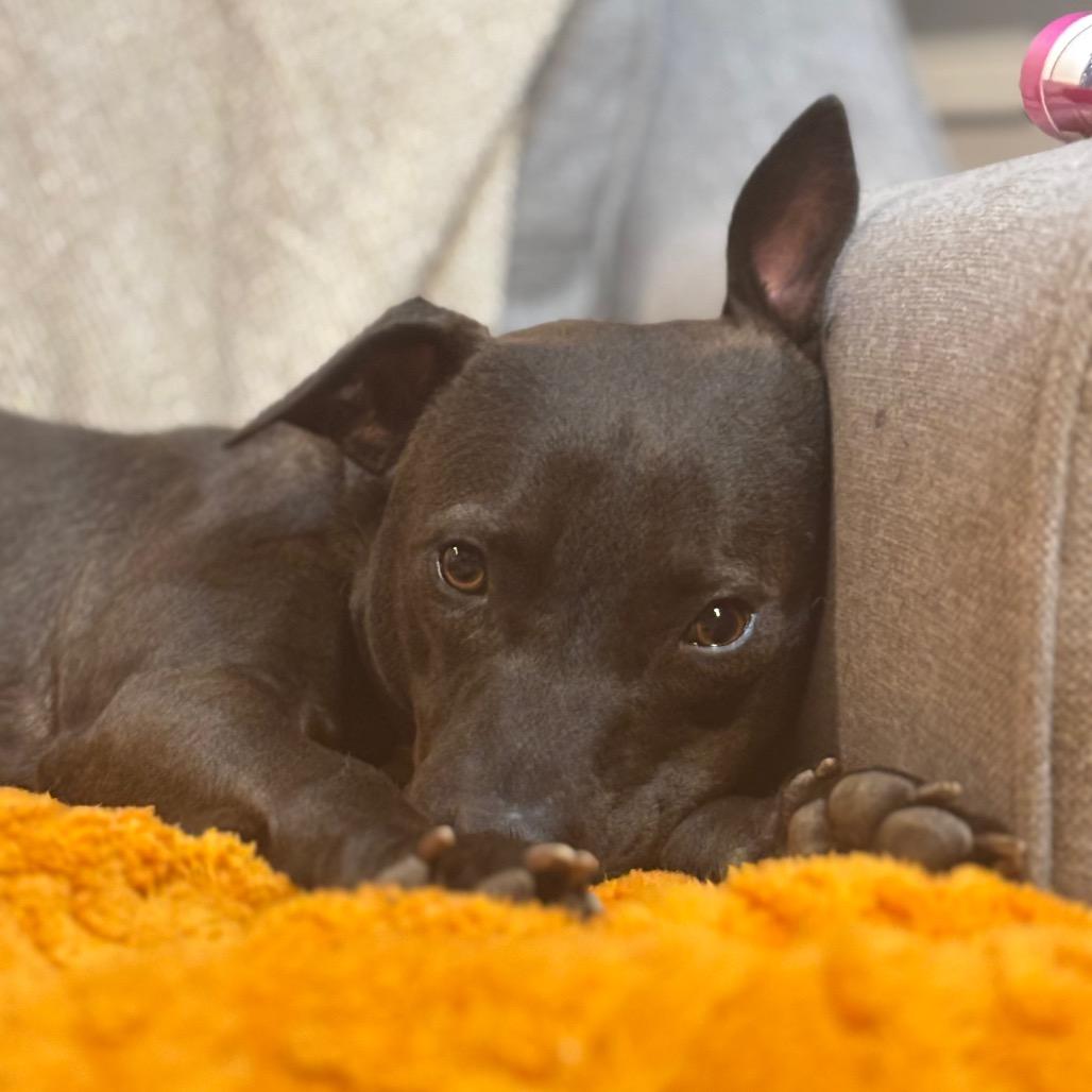 Enlarge Finn, a Adoptable American Staffordshire Terrier in Ferndale, MI image 6/6