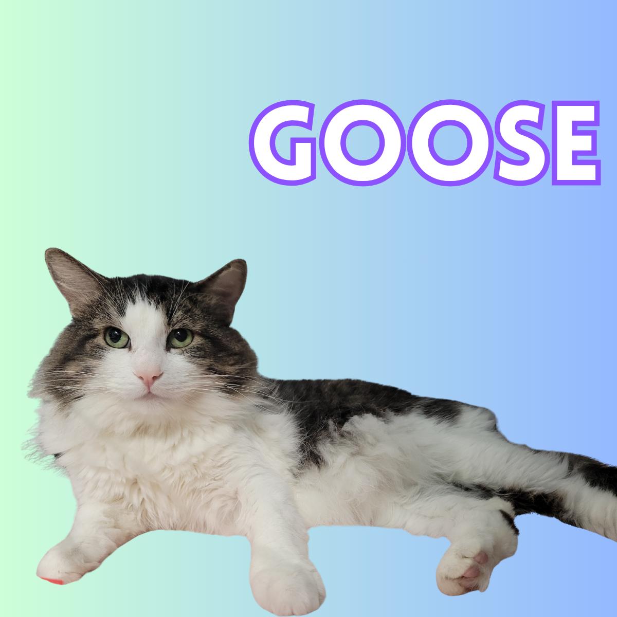 Goose, Adoptable, Adult Male Domestic Medium Hair.