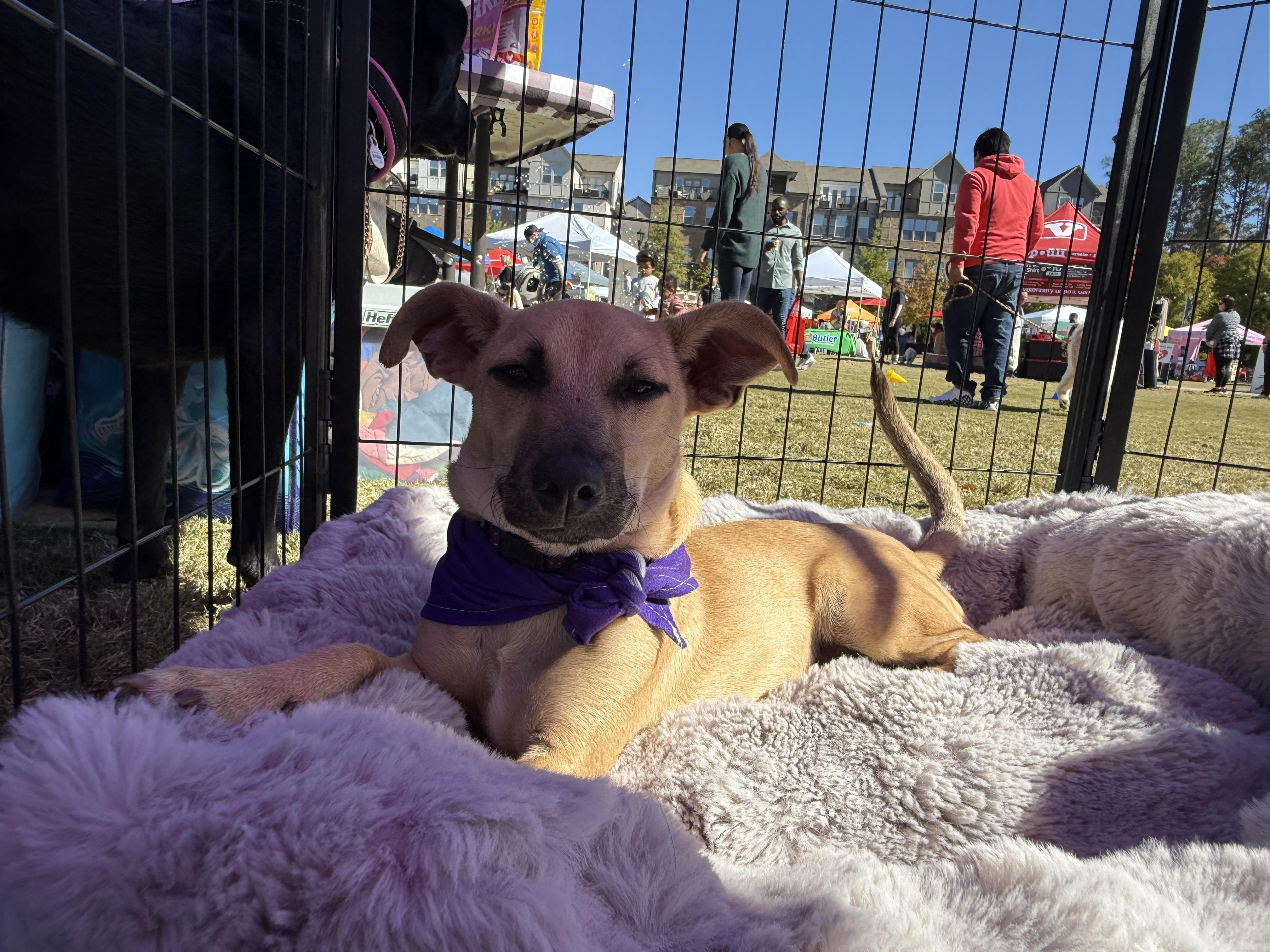 Biscuit, a Adoptable mixed breed in Cumming, GA image 6/6