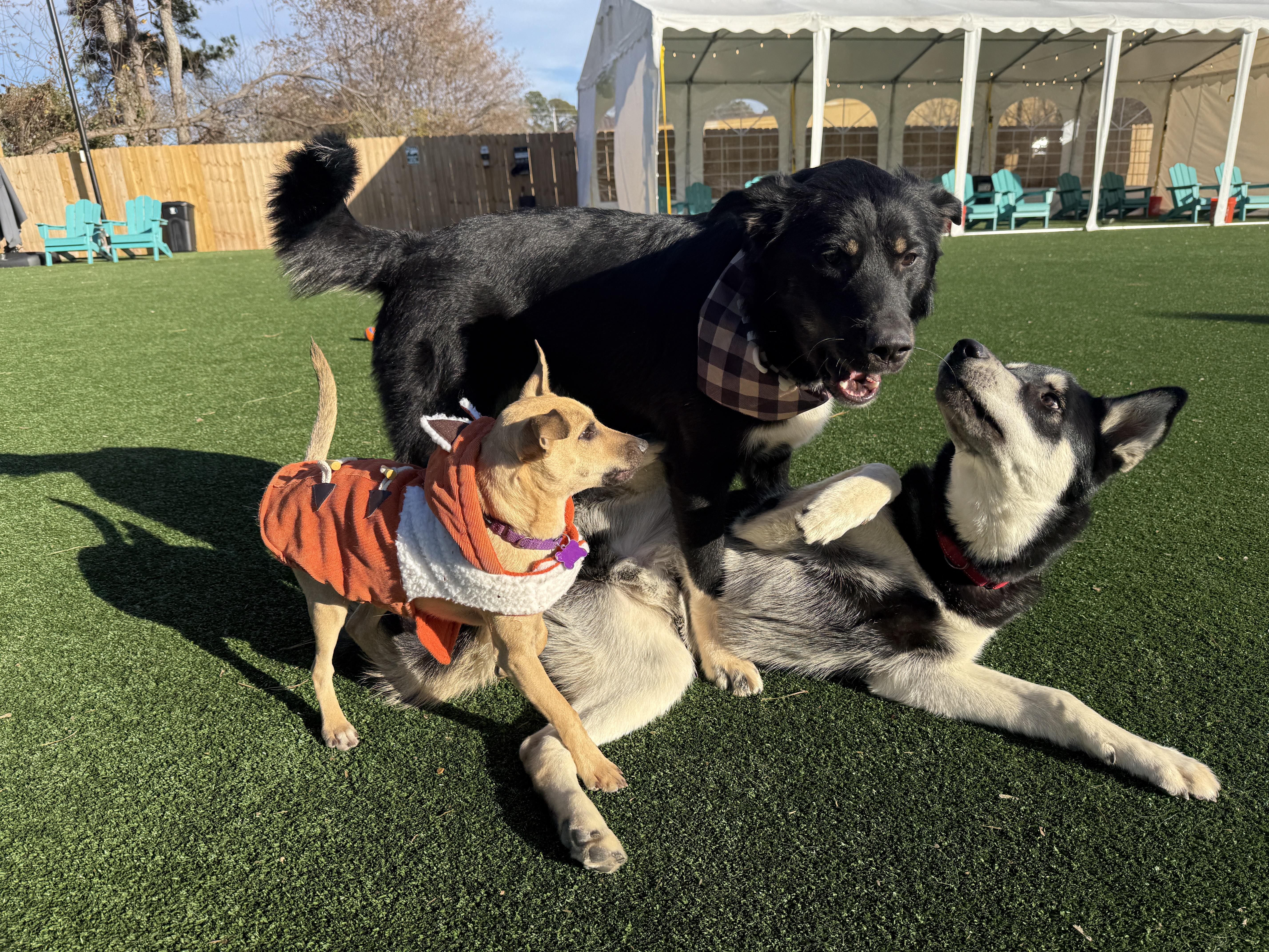 Enlarge Biscuit, a Adoptable mixed breed in Cumming, GA image 2/6