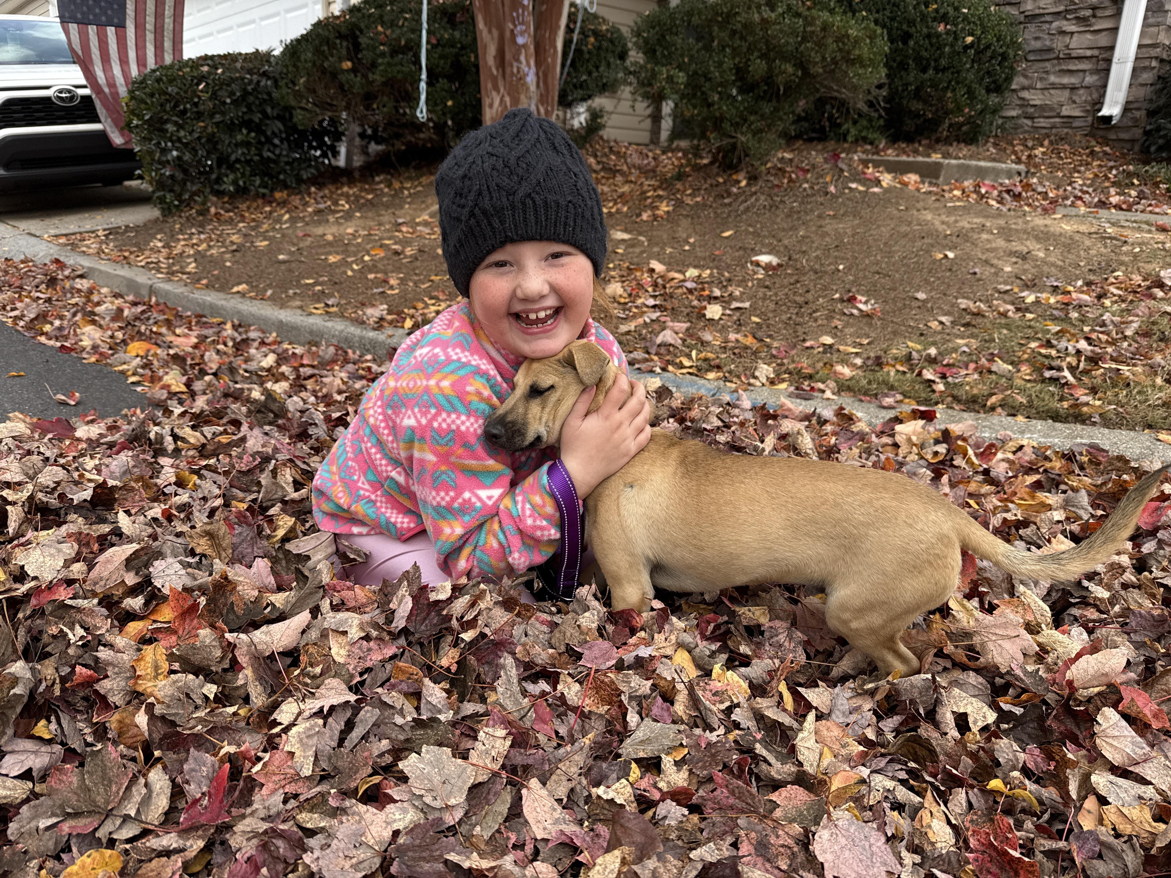 Biscuit, Adoptable, Young Male Chihuahua & Dachshund.
