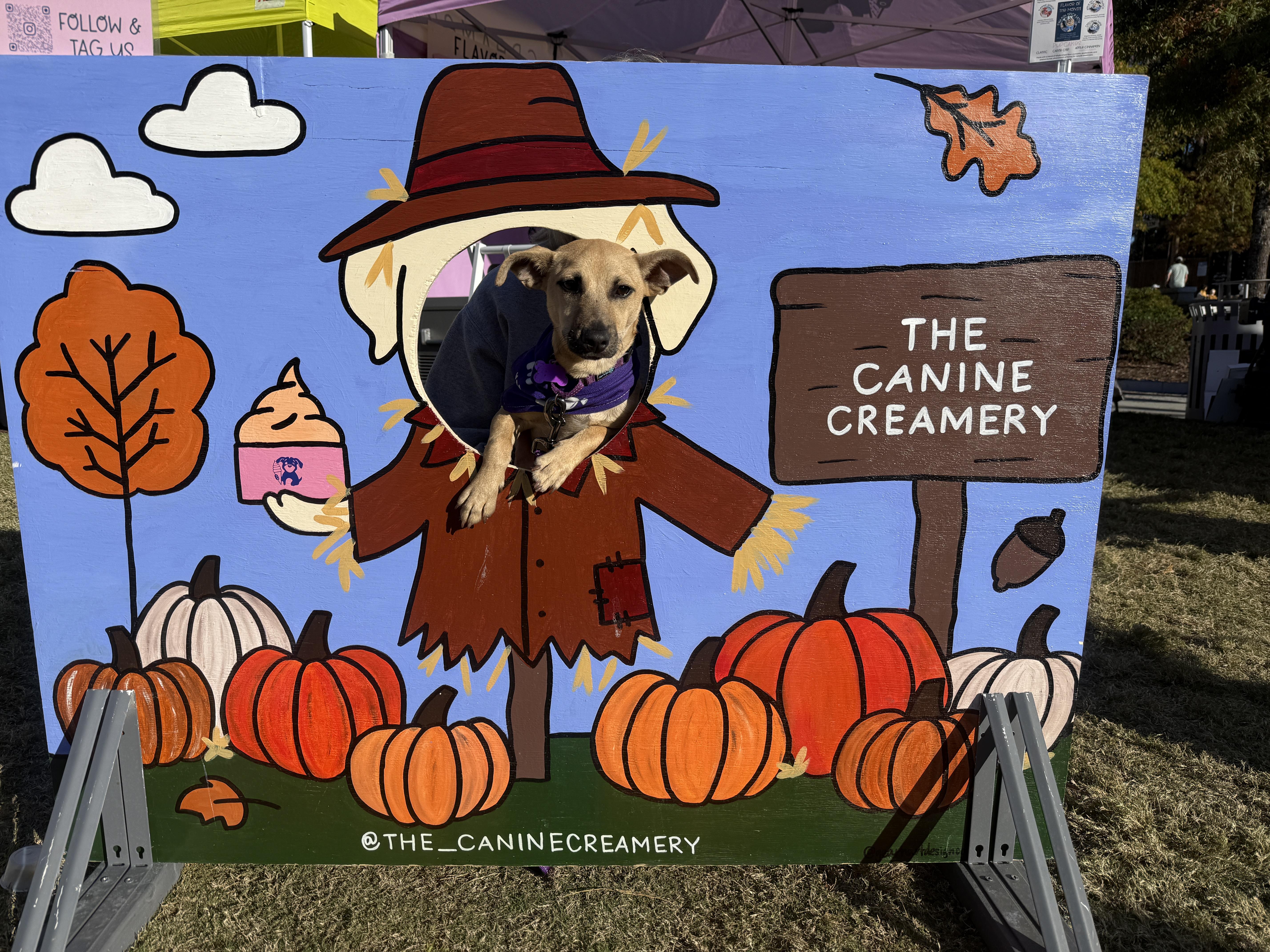 Biscuit, a Adoptable mixed breed in Cumming, GA image 4/6