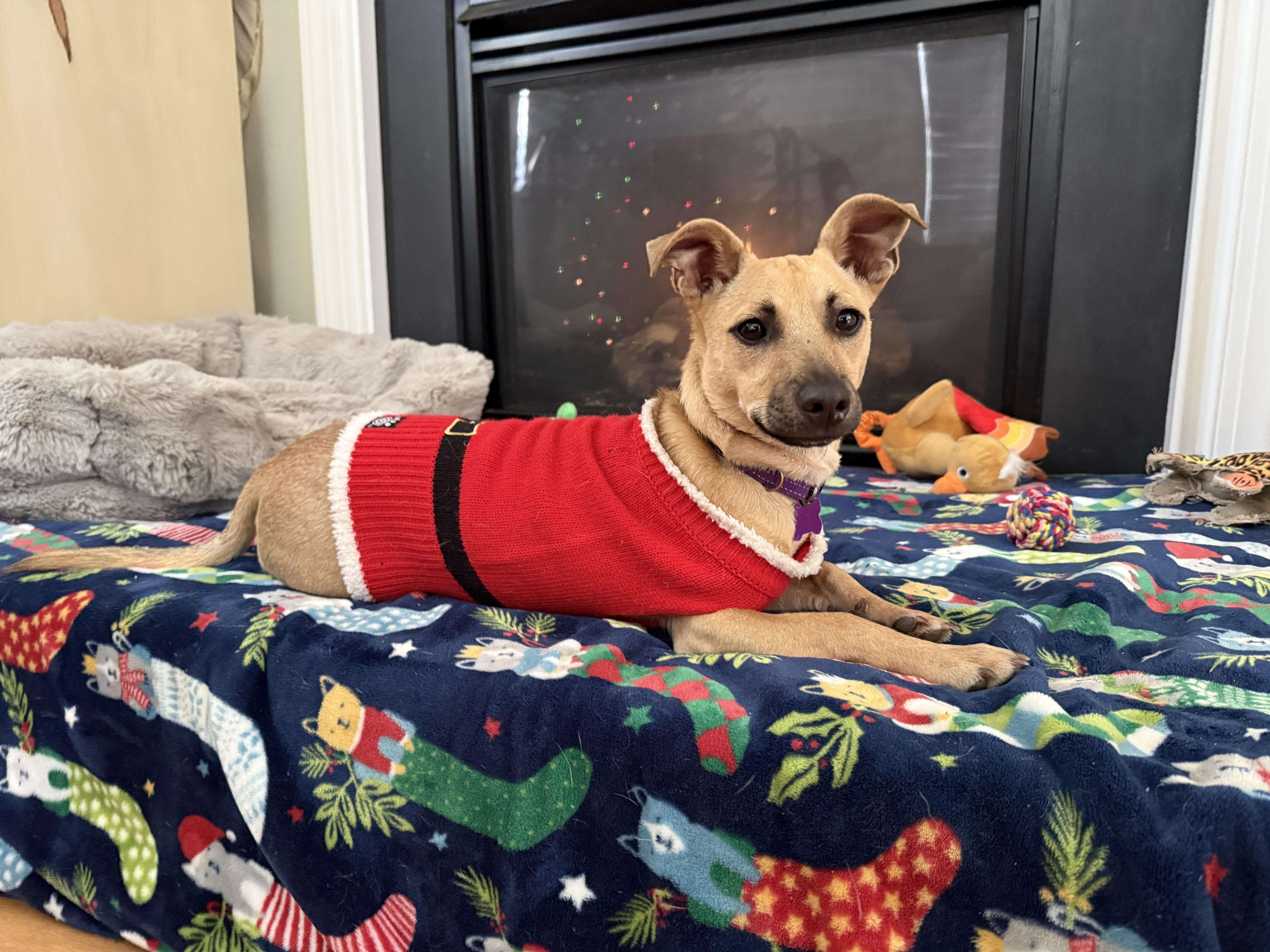 Biscuit, a Adoptable mixed breed in Cumming, GA image 1/6