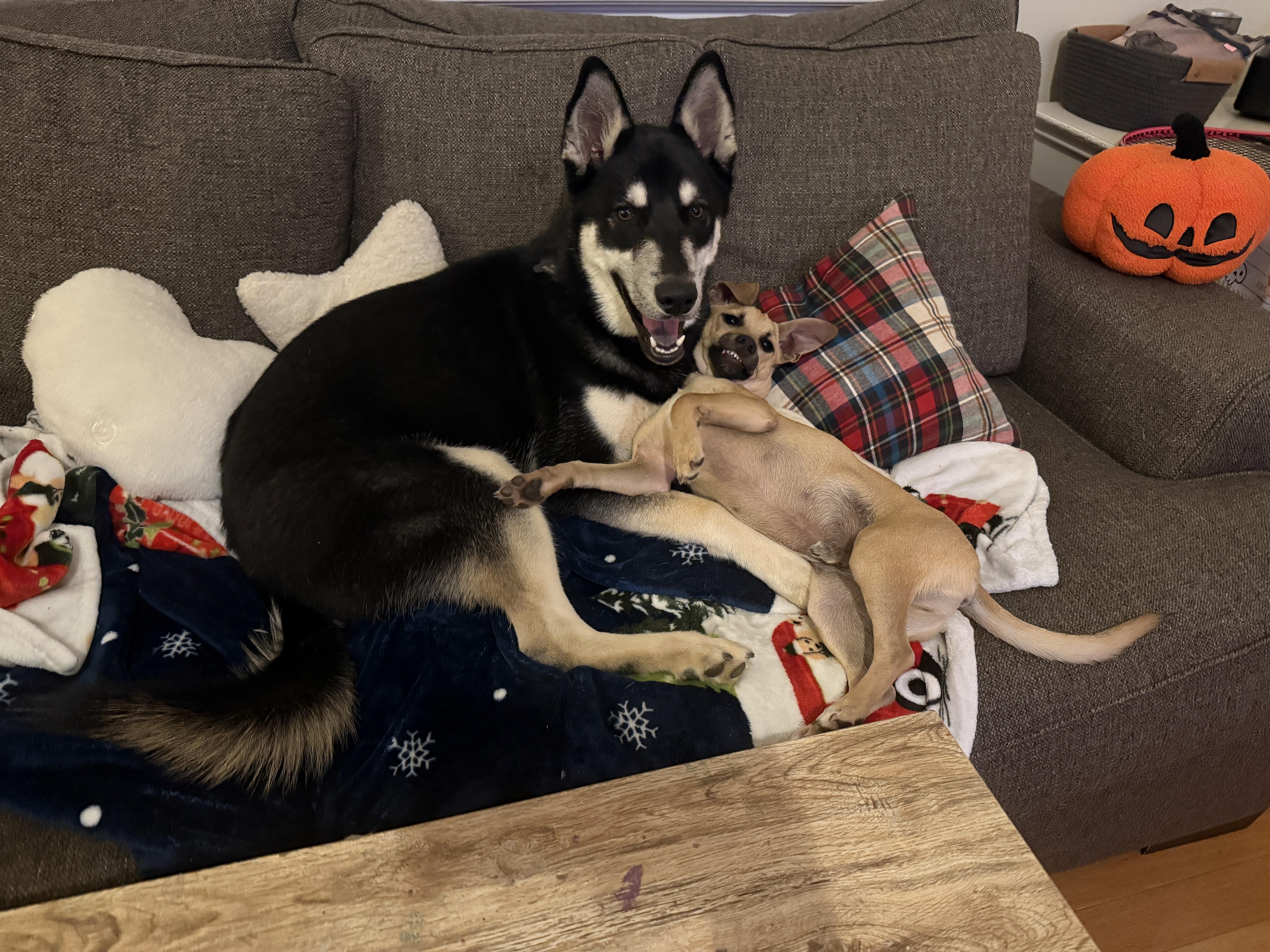 Biscuit, a Adoptable mixed breed in Cumming, GA image 5/6