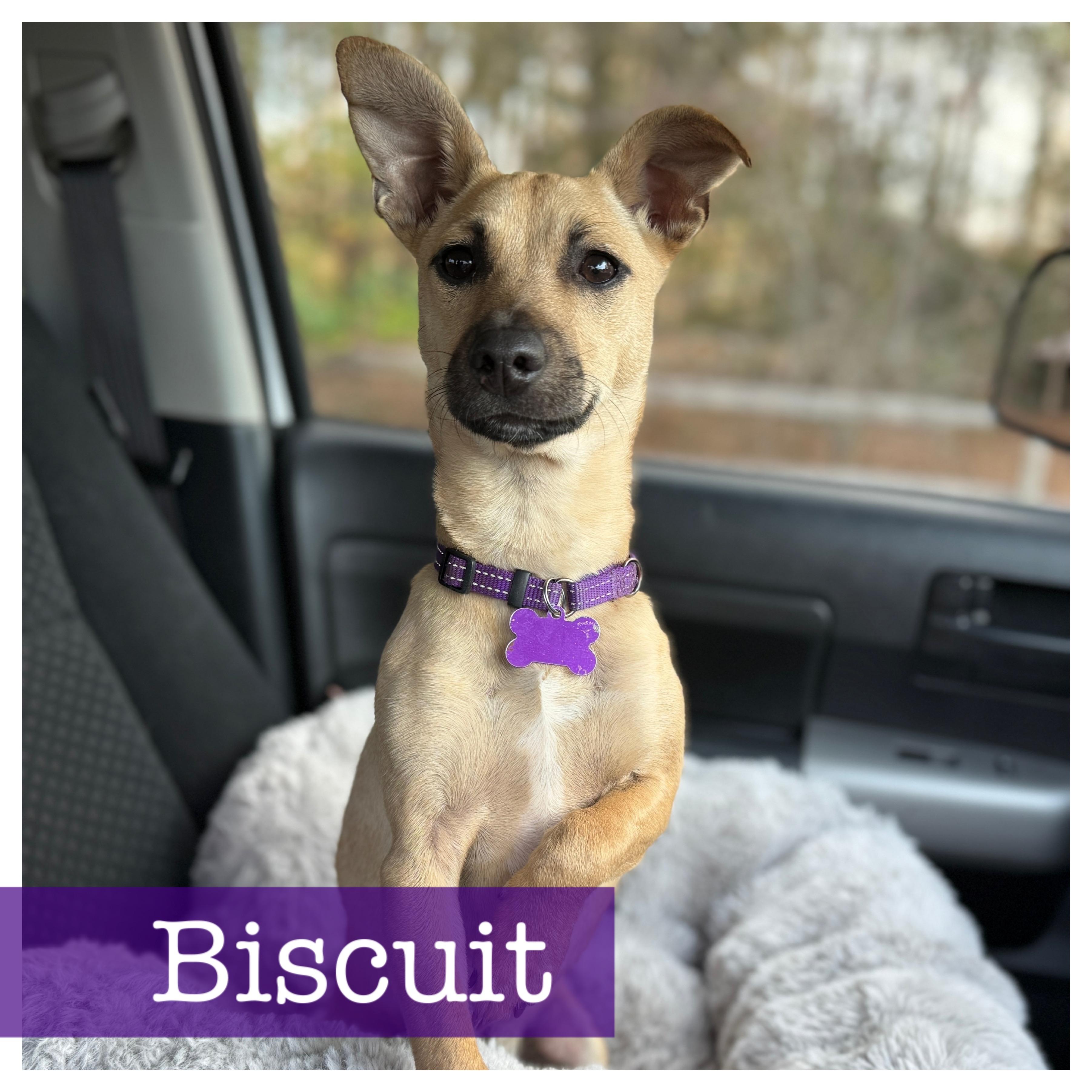Biscuit, a Adoptable mixed breed in Cumming, GA image 2/6
