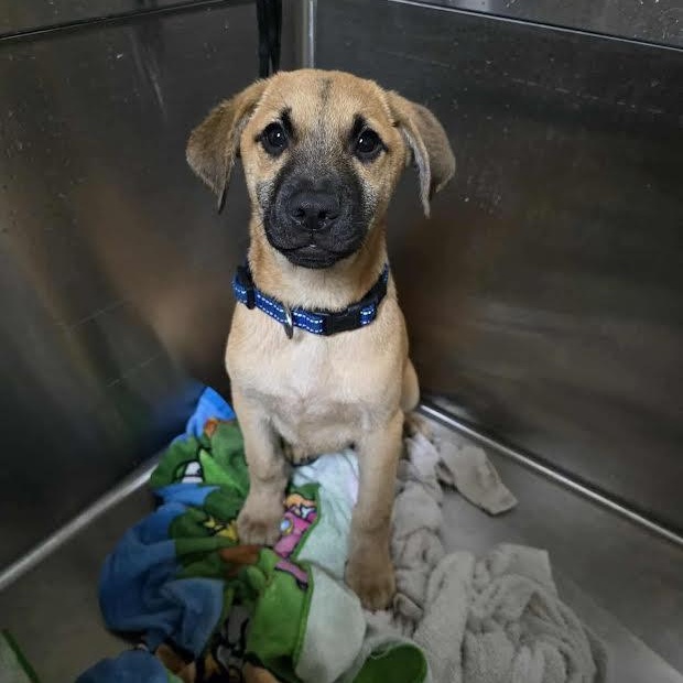Enlarge Fig, a ADOPTABLE mixed breed in Austin, AR image 3/3