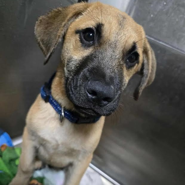 Enlarge Fig, a ADOPTABLE mixed breed in Austin, AR image 2/3