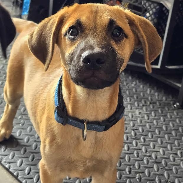 Fig, ADOPTABLE, Puppy Male Labrador Retriever.