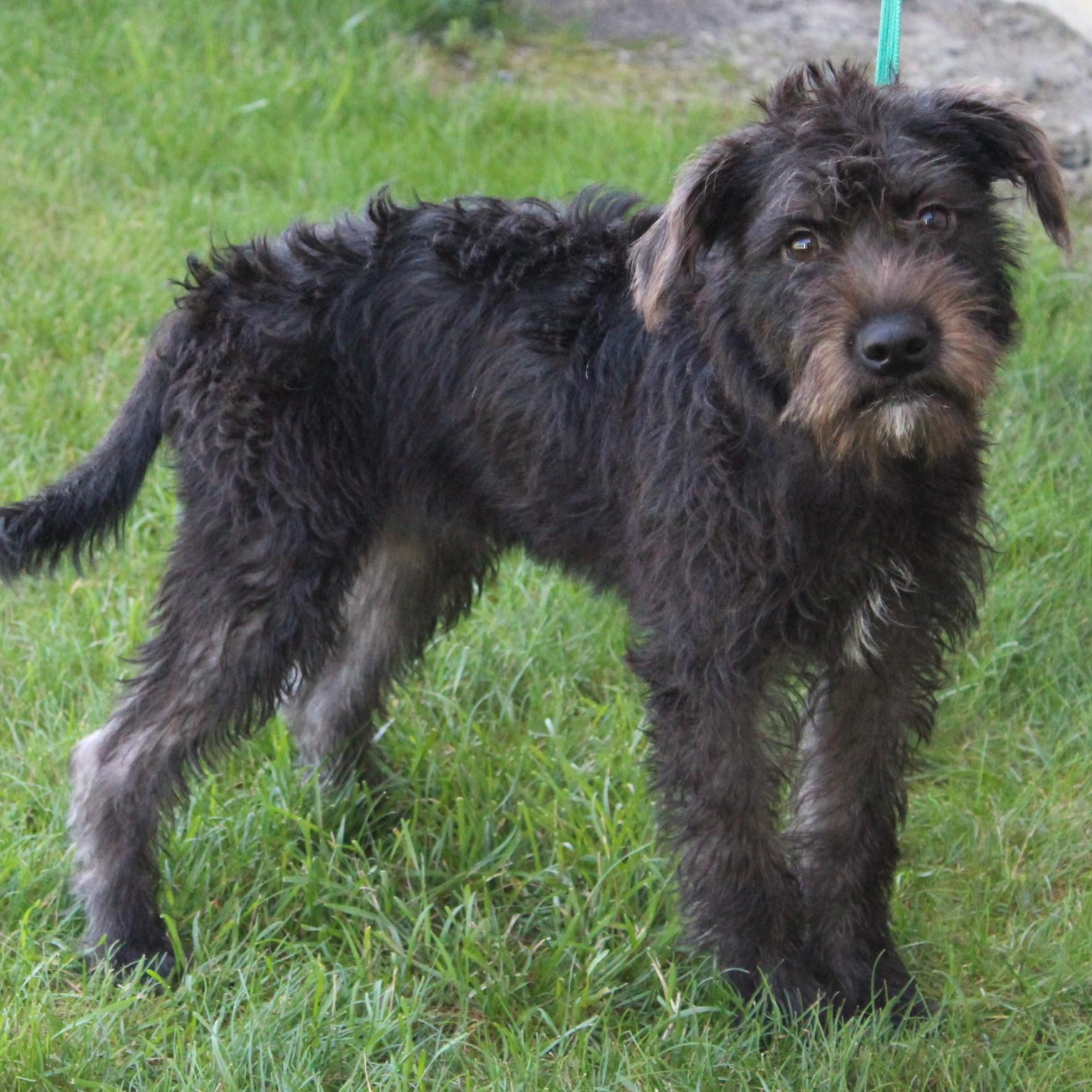Enlarge Cami, an adopted mixed breed in Eaton, OH image 6/6