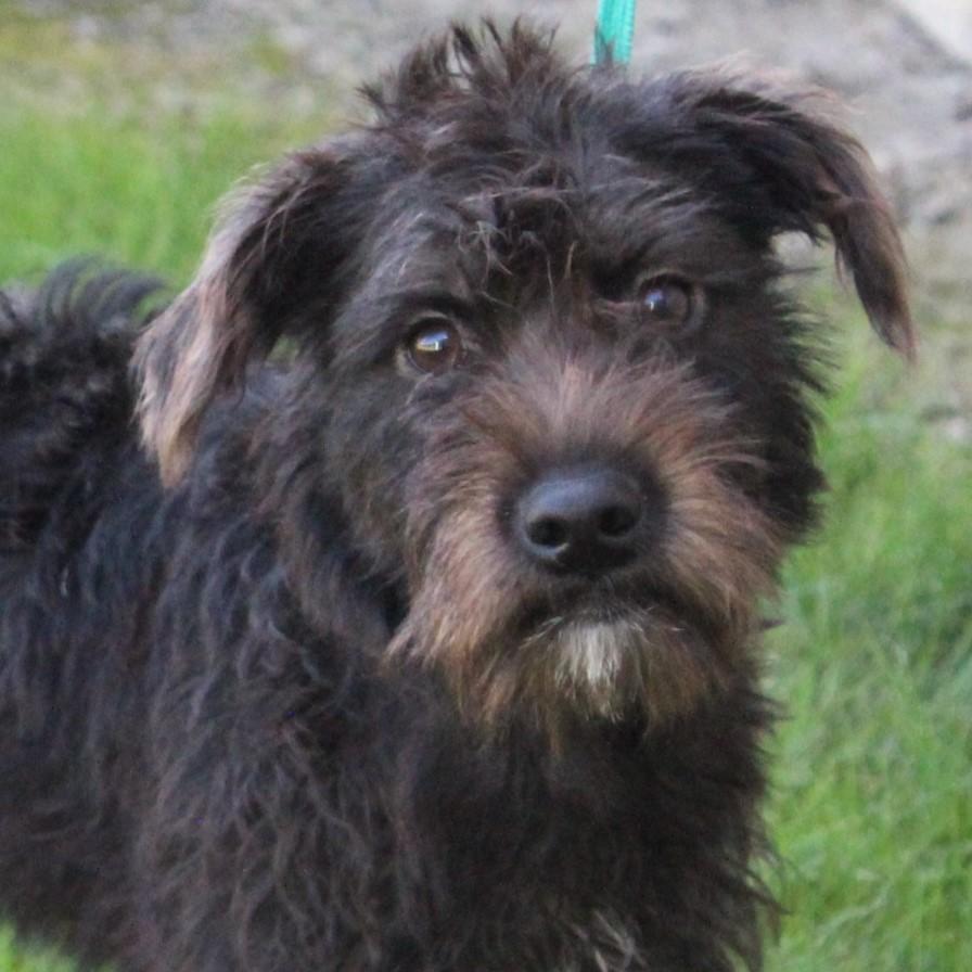 Cami, adopted, Young Female Schnauzer.
