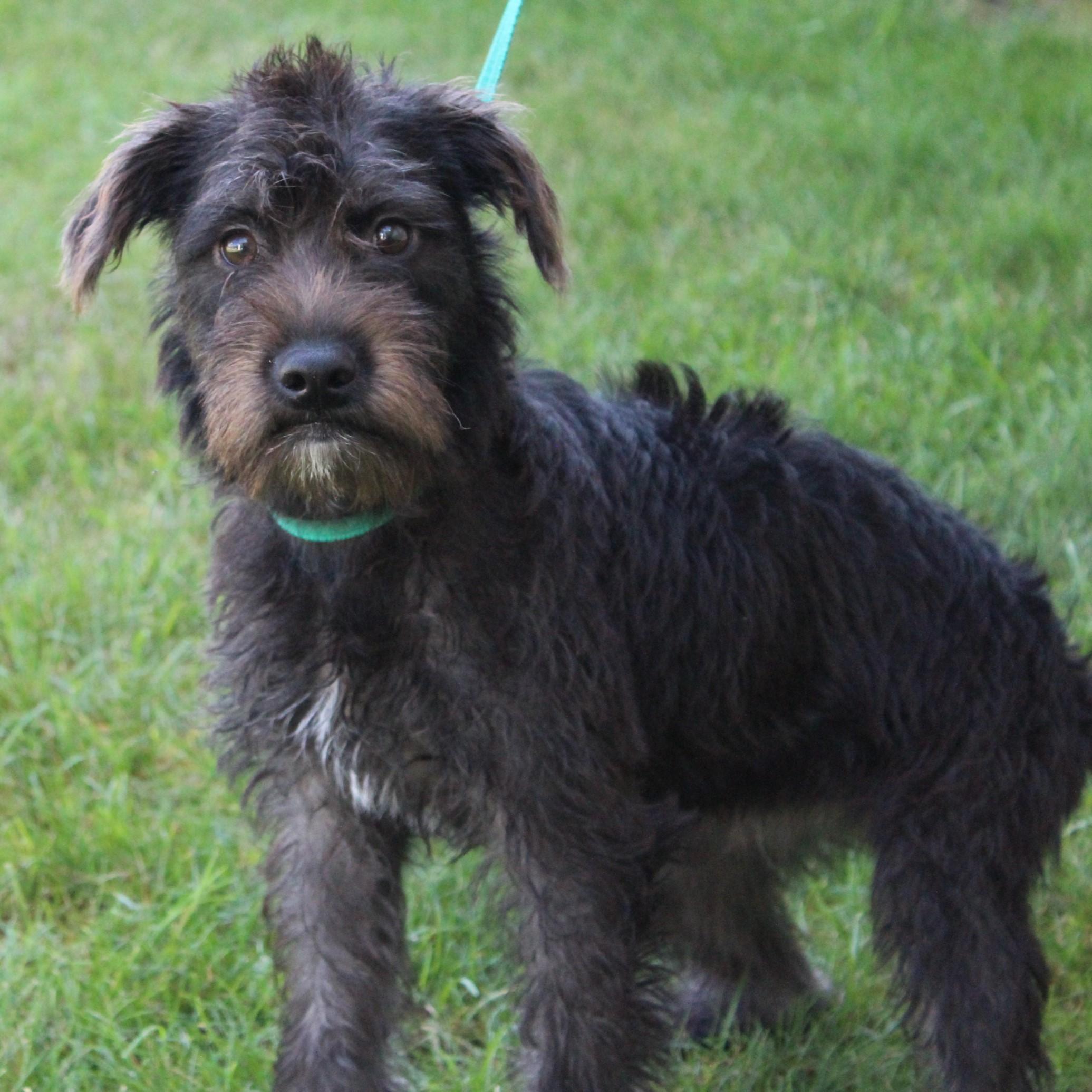 Enlarge Cami, an adopted mixed breed in Eaton, OH image 4/6