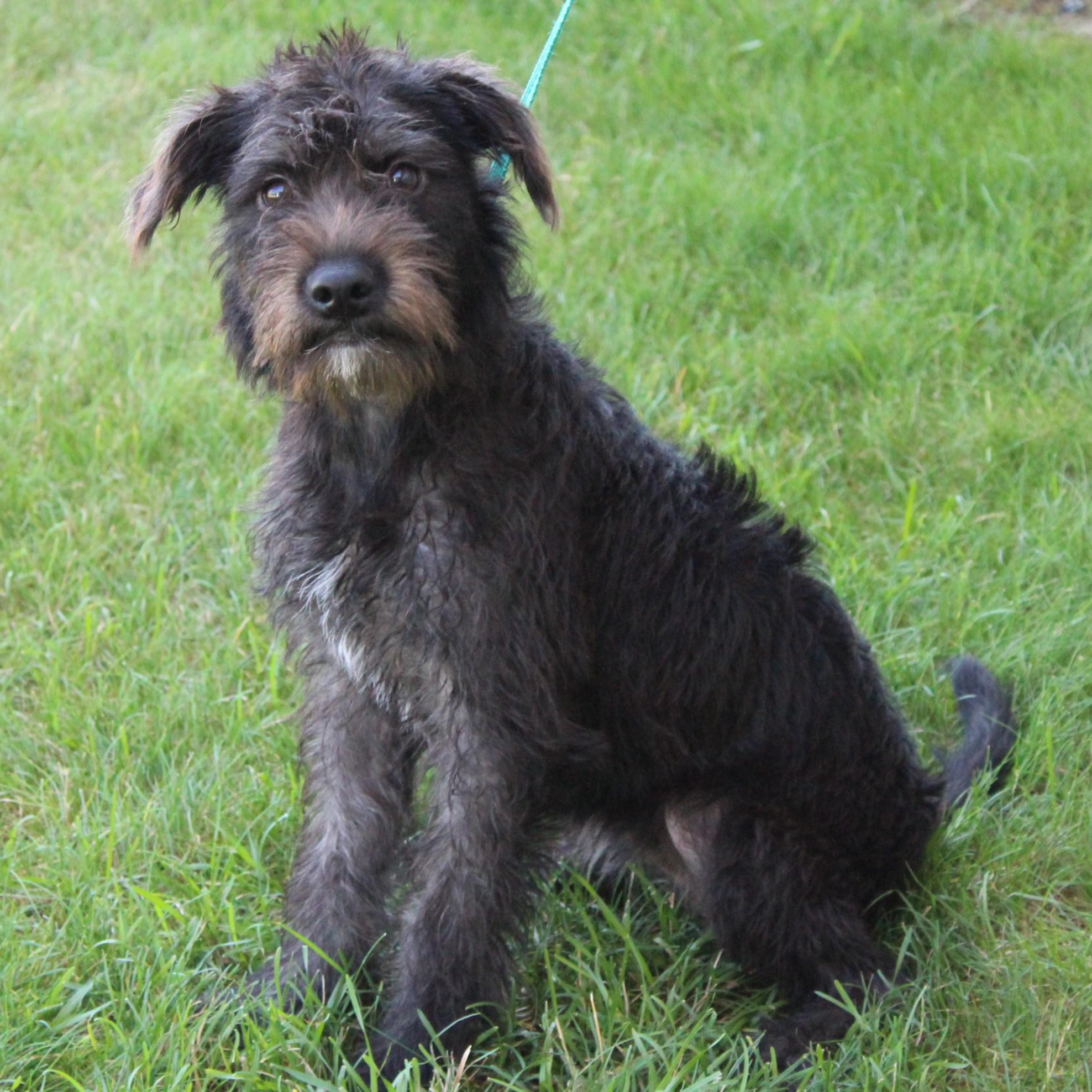 Enlarge Cami, an adopted mixed breed in Eaton, OH image 5/6