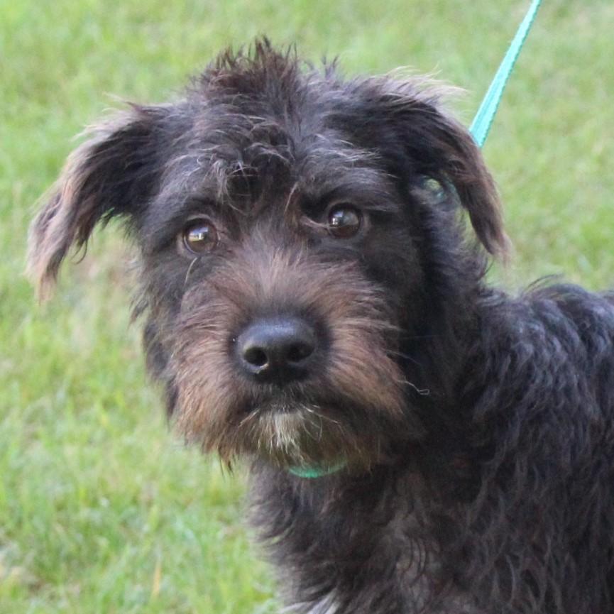 Enlarge Cami, an adopted mixed breed in Eaton, OH image 2/6