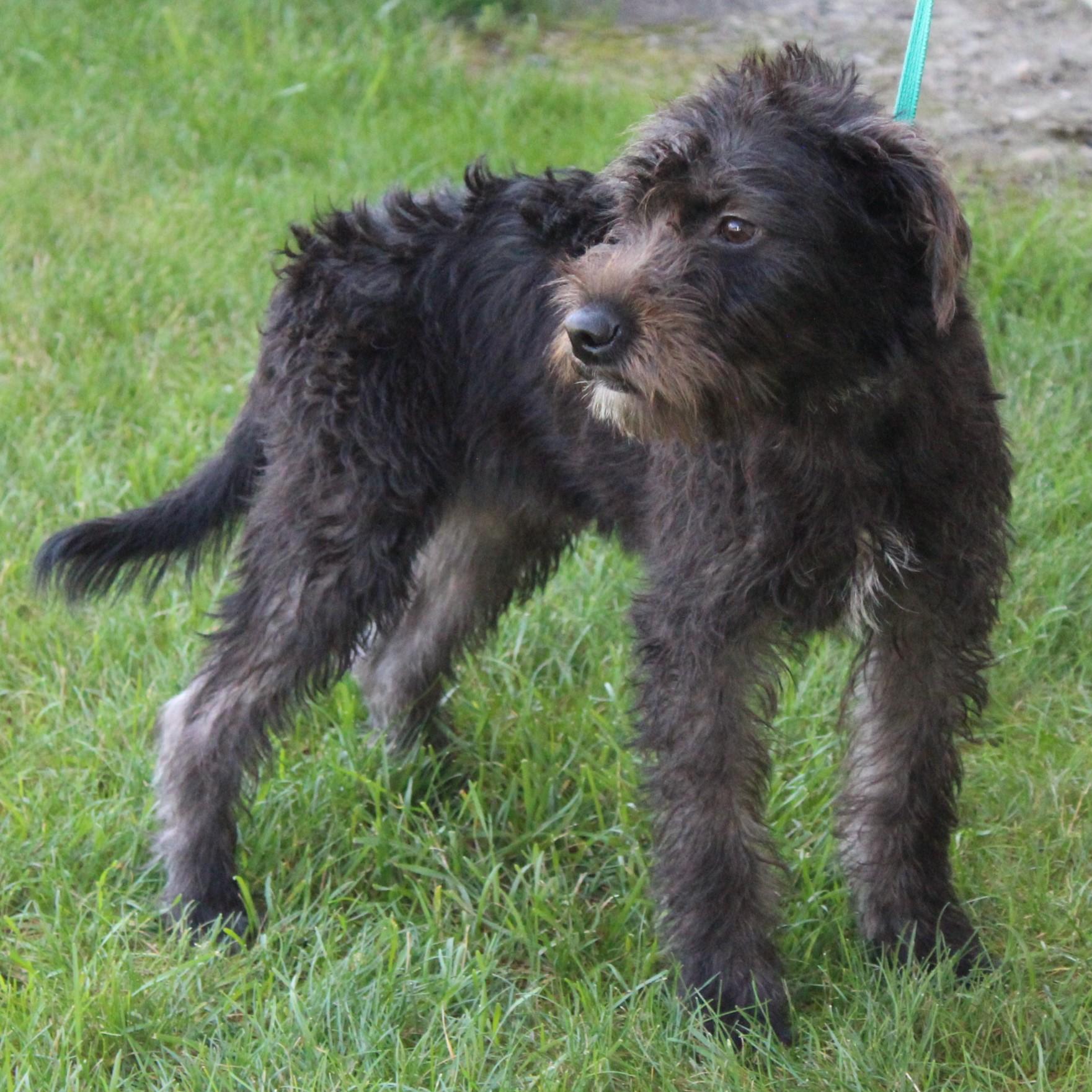 Enlarge Cami, an adopted mixed breed in Eaton, OH image 3/6