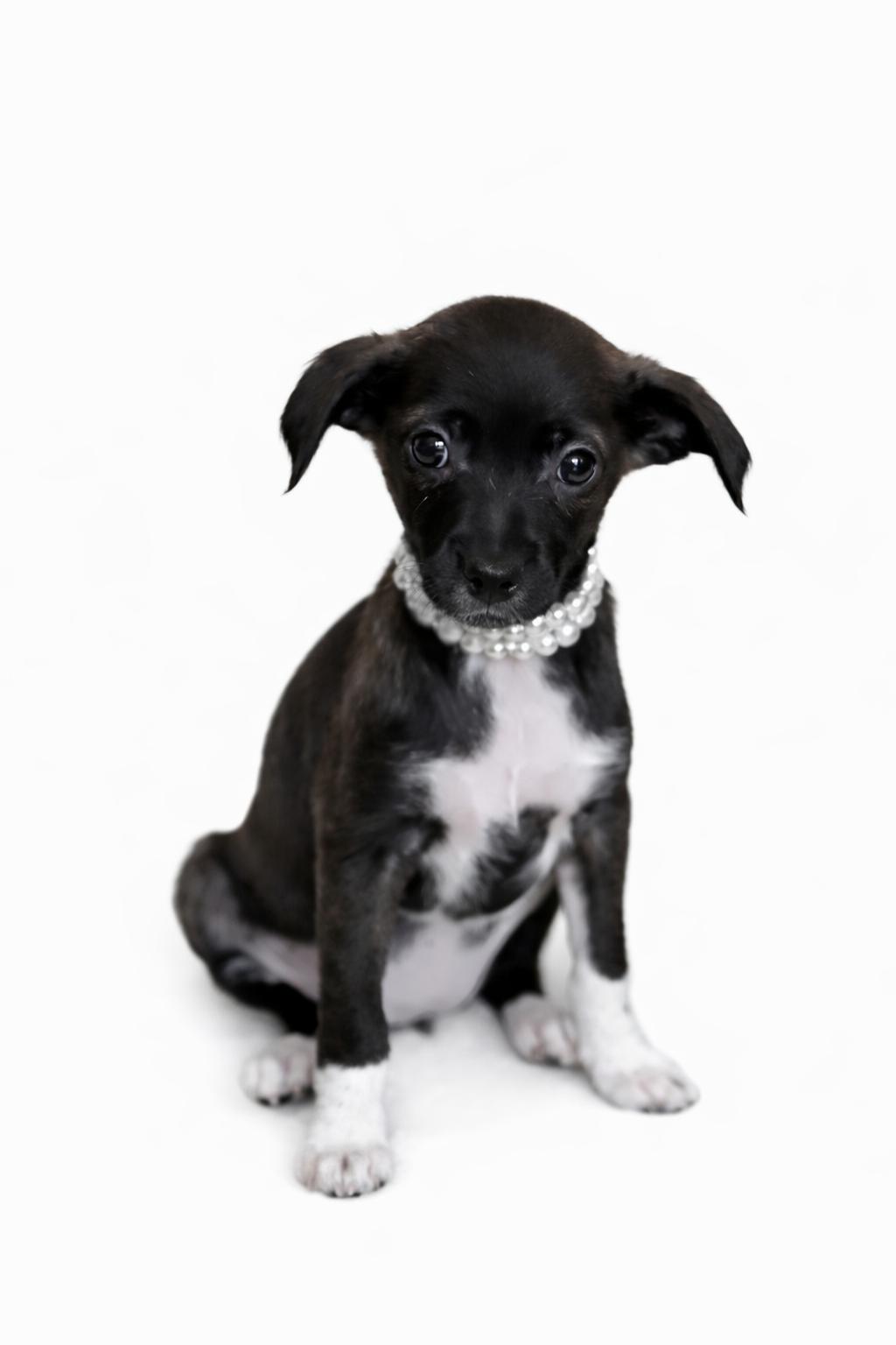 Enlarge Tinsel, an adoptable mixed breed in SYLVANIA, GA image 1/1