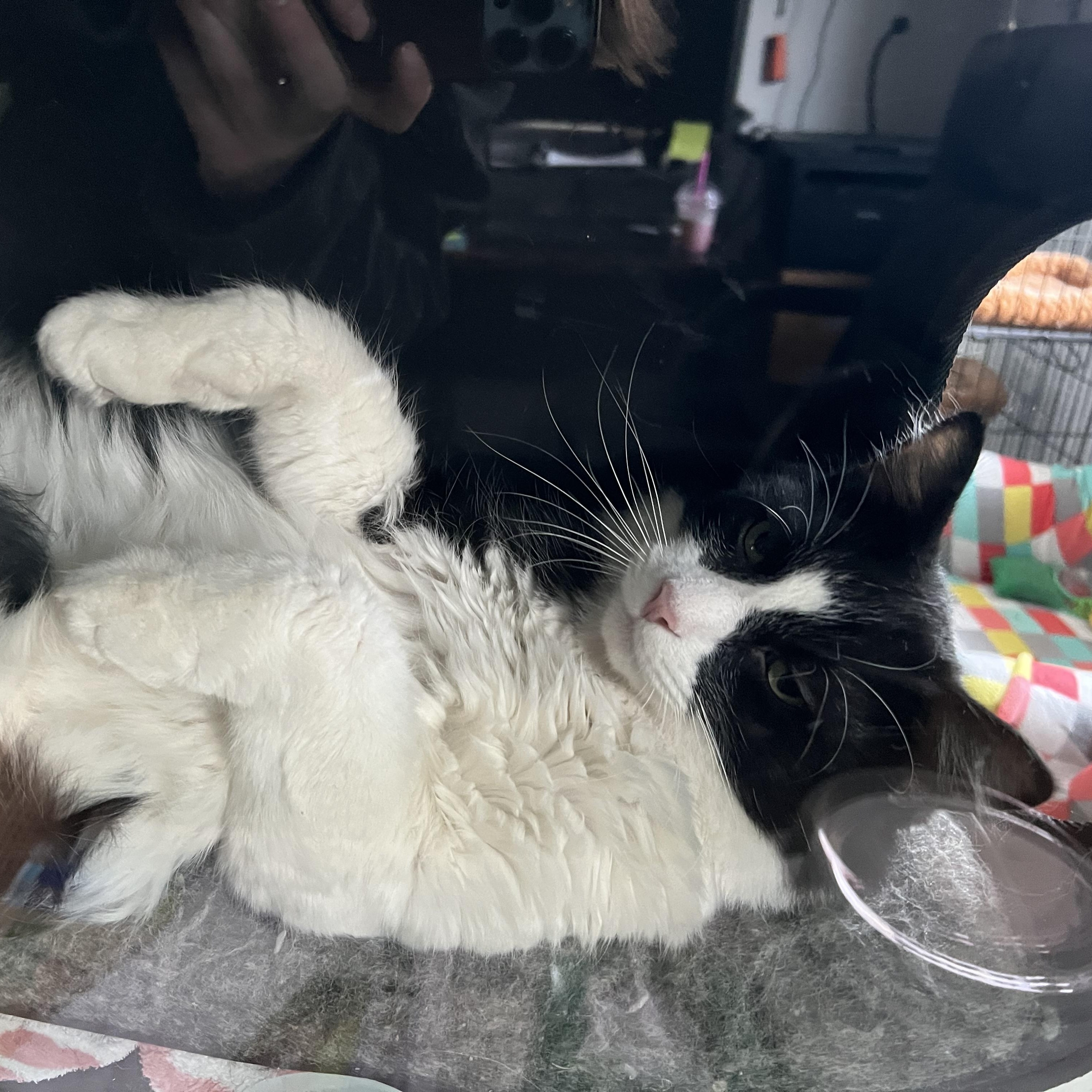 Enlarge Luke Skywalker, a Adoptable Domestic Medium Hair in Bonners Ferry, ID image 3/4