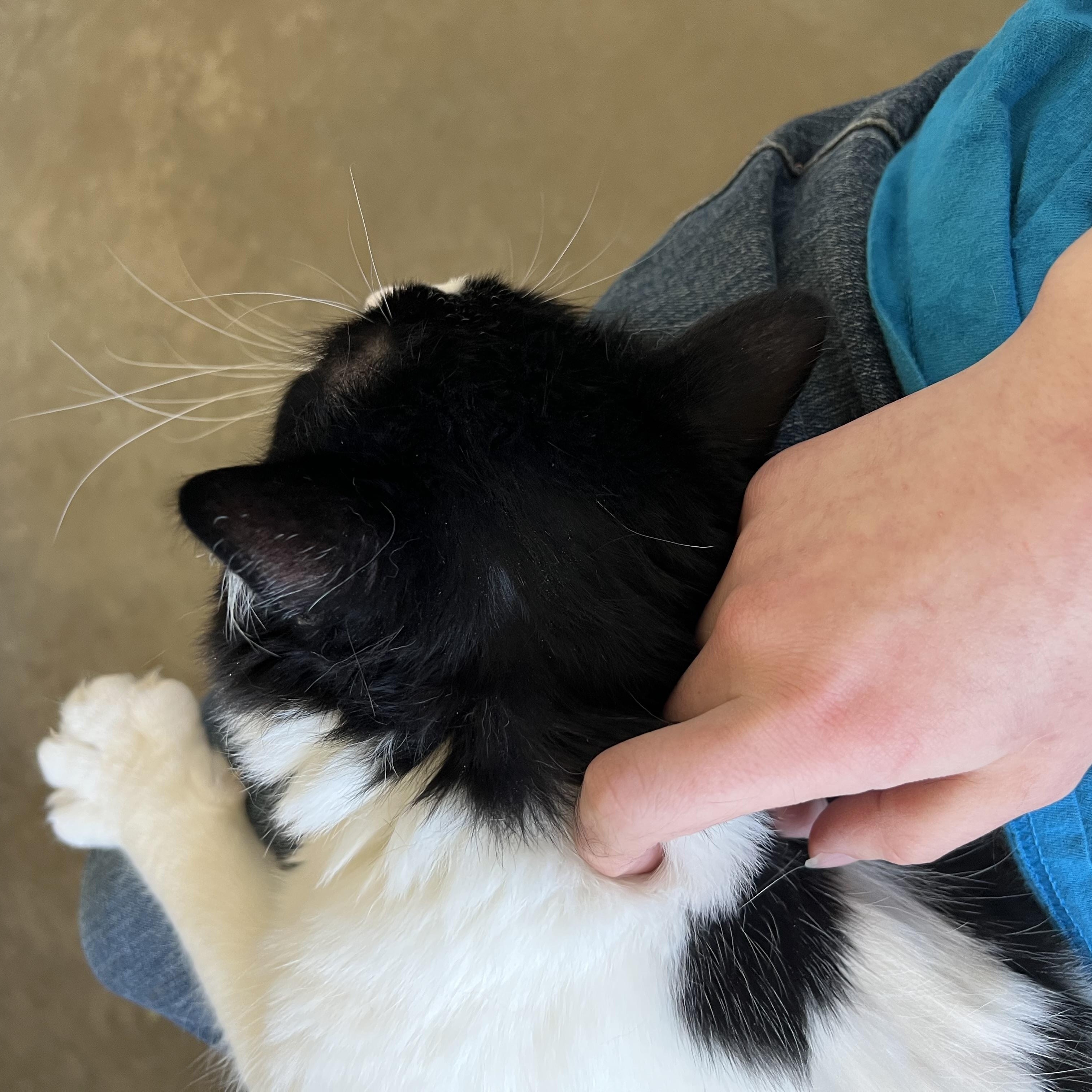 Enlarge Luke Skywalker, a Adoptable Domestic Medium Hair in Bonners Ferry, ID image 4/4
