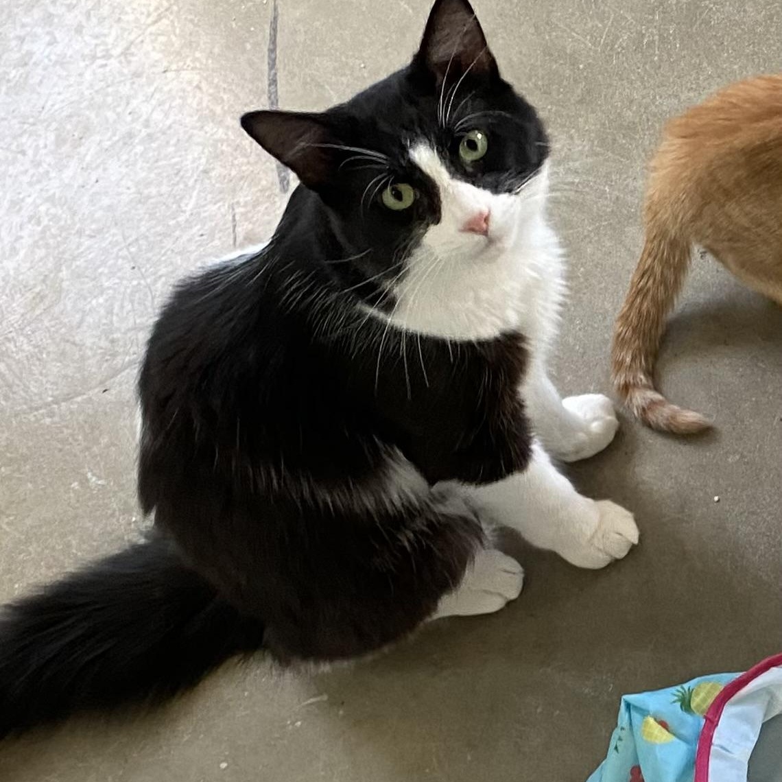Luke Skywalker, Adoptable, Adult Male Domestic Medium Hair.