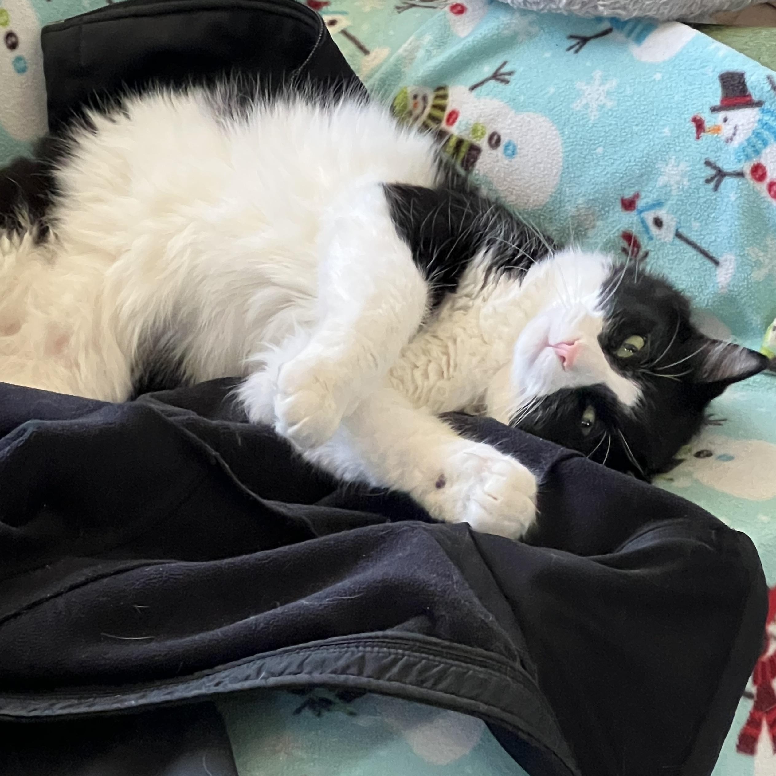 Luke Skywalker, Adoptable, Adult Male Domestic Medium Hair.