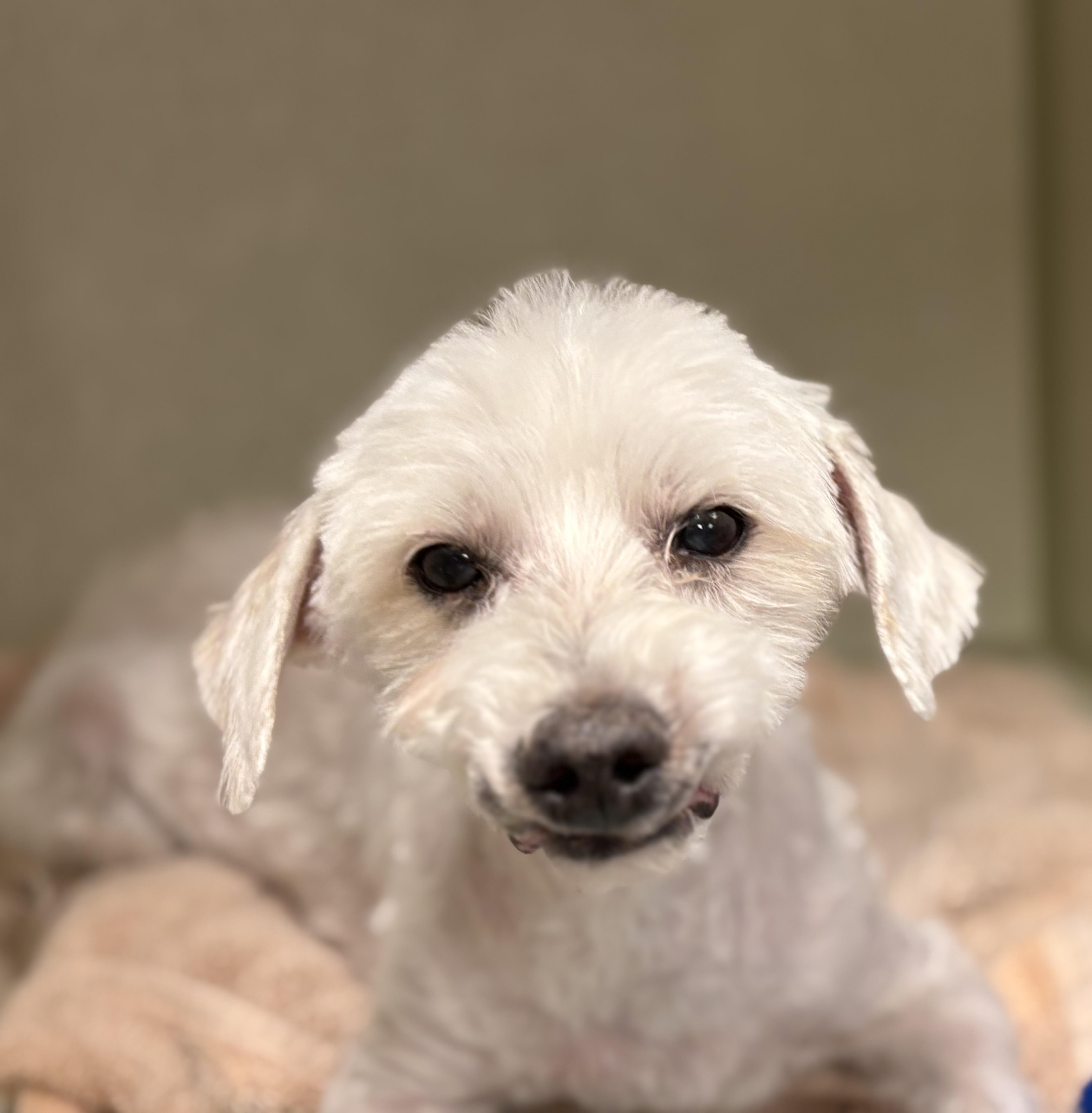 Lucky, Adoptable, Senior Male Poodle & Maltese.
