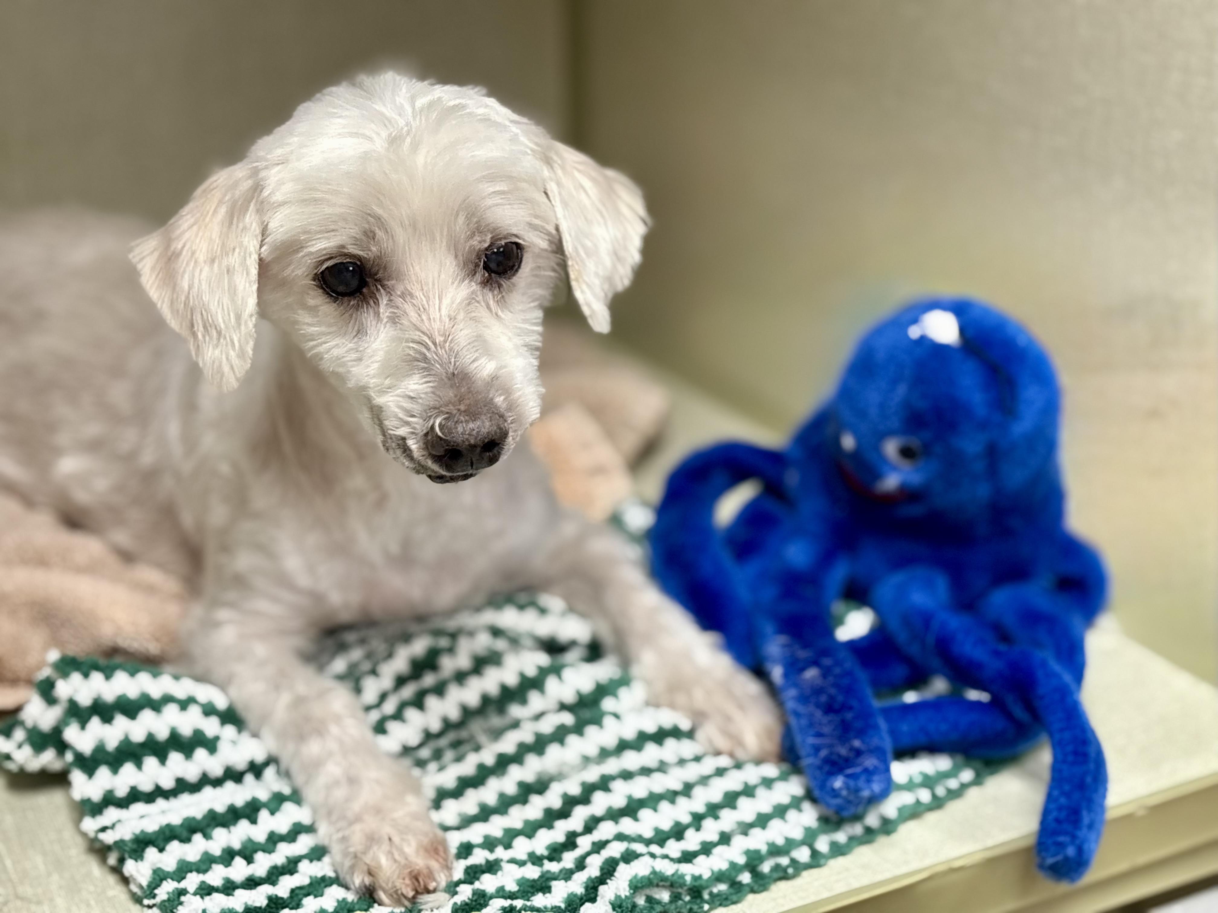 Lucky, a Adoptable mixed breed in San Jose, CA image 2/3