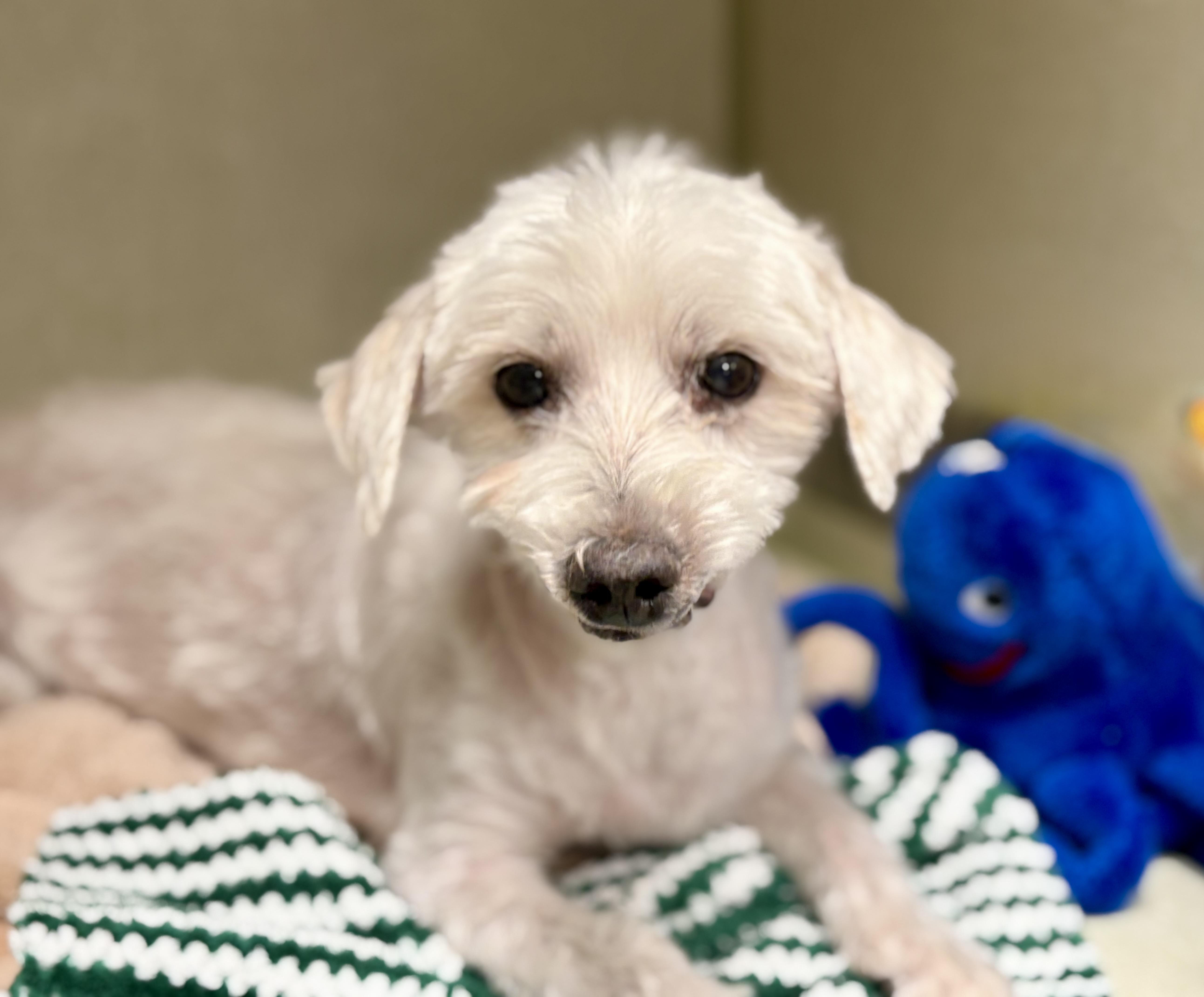 Lucky, a Adoptable mixed breed in San Jose, CA image 3/3