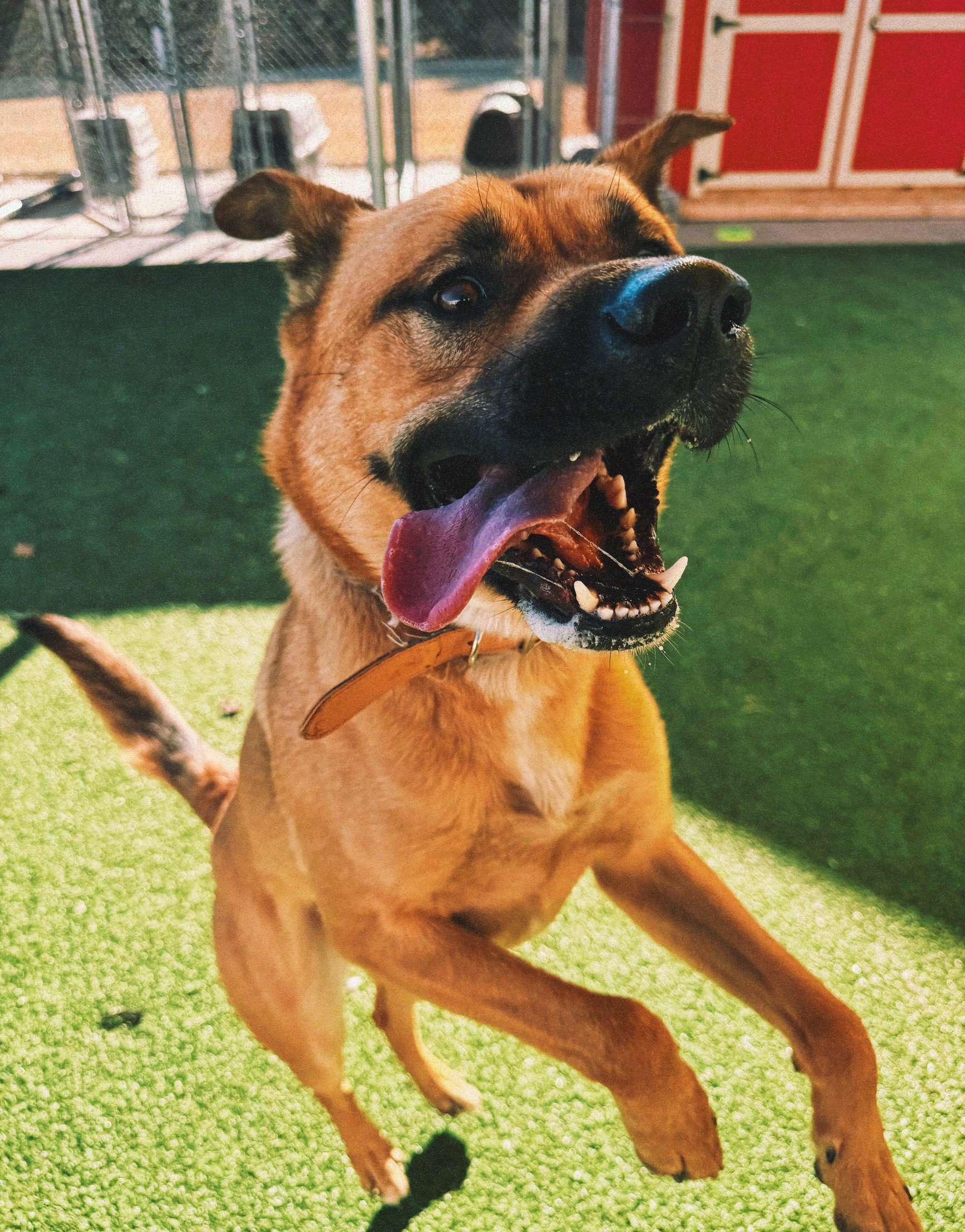 Lucas, a ADOPTABLE mixed breed in Hays, KS image 3/6