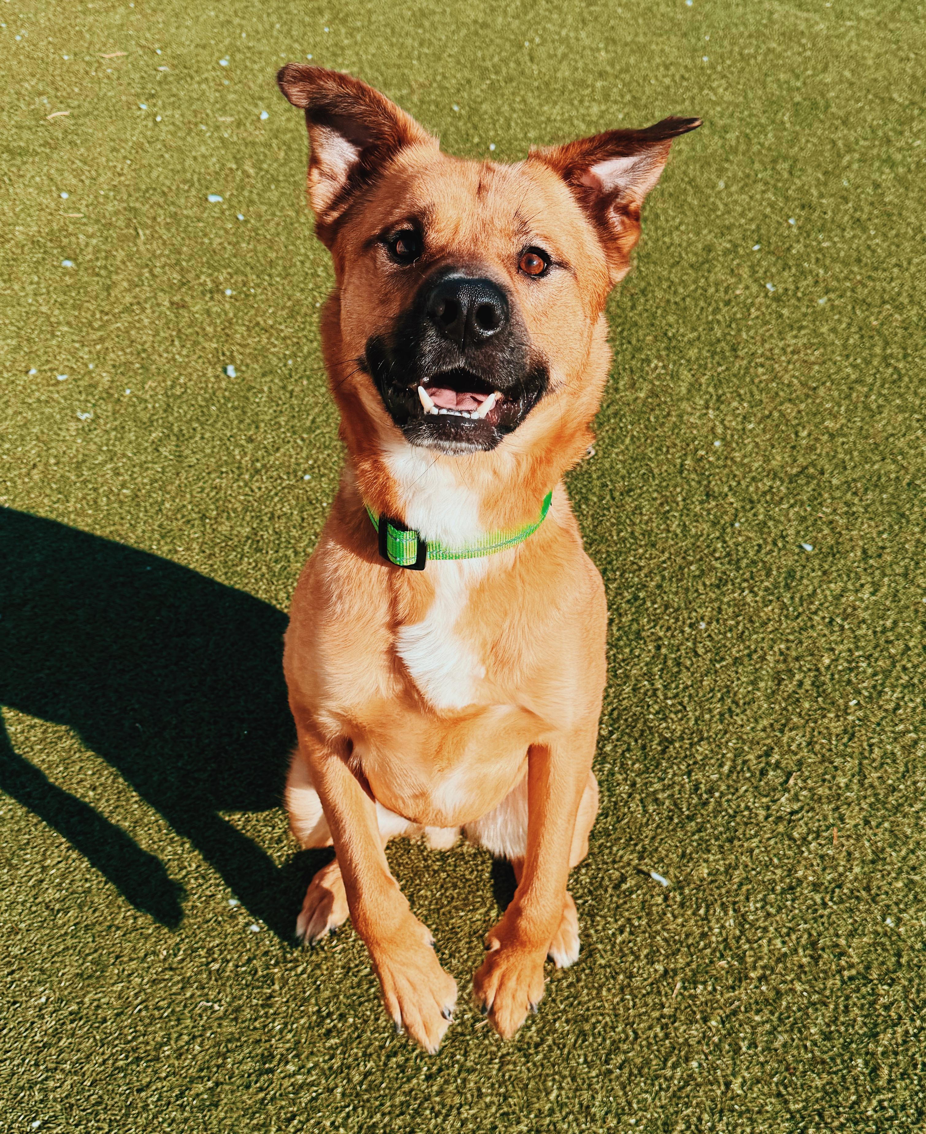 Enlarge Lucas, a ADOPTABLE mixed breed in Hays, KS image 4/6